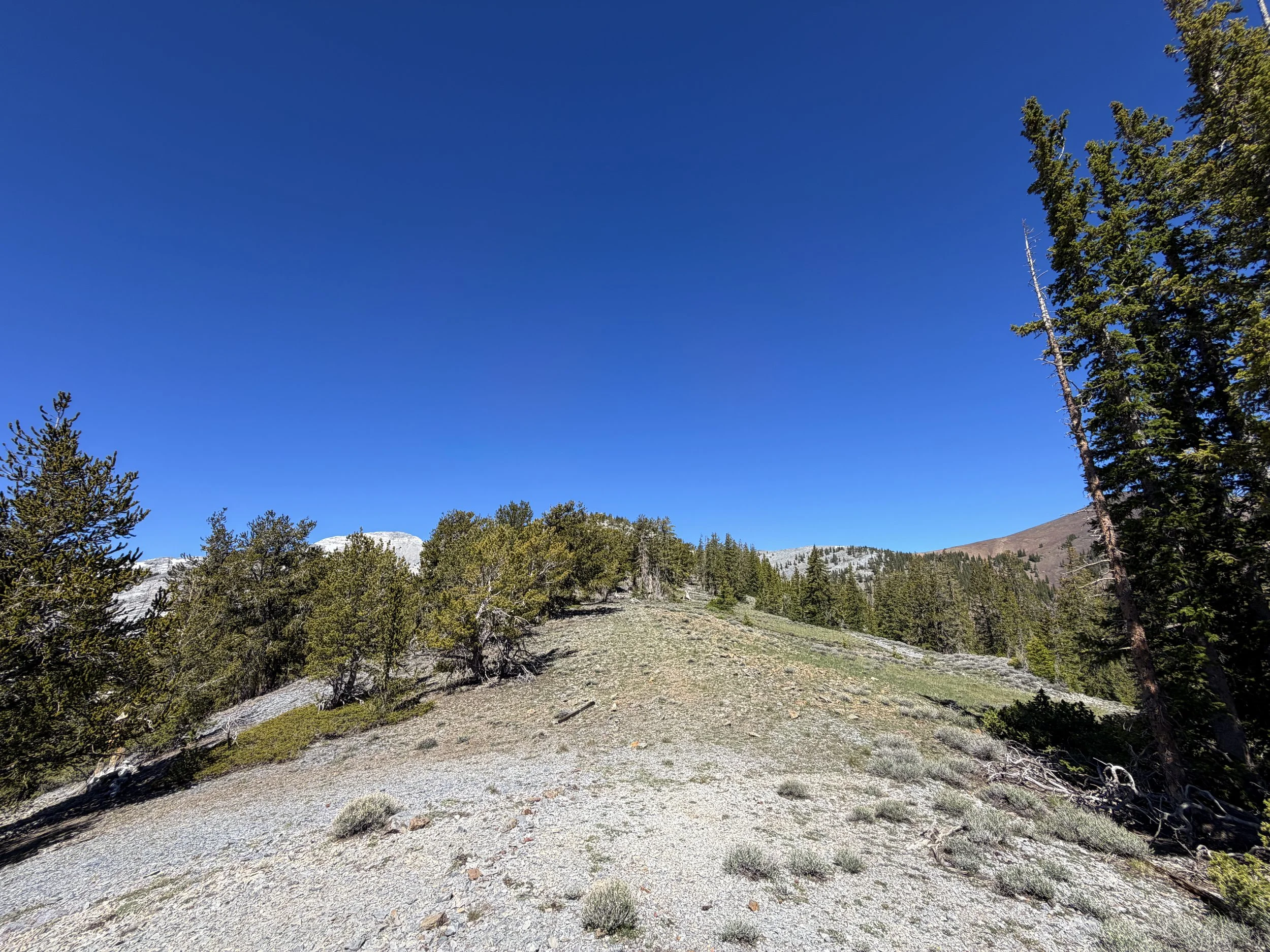 Snake Divide Trail to Magic Bristlecone Grove Great Basin National Park Nevada