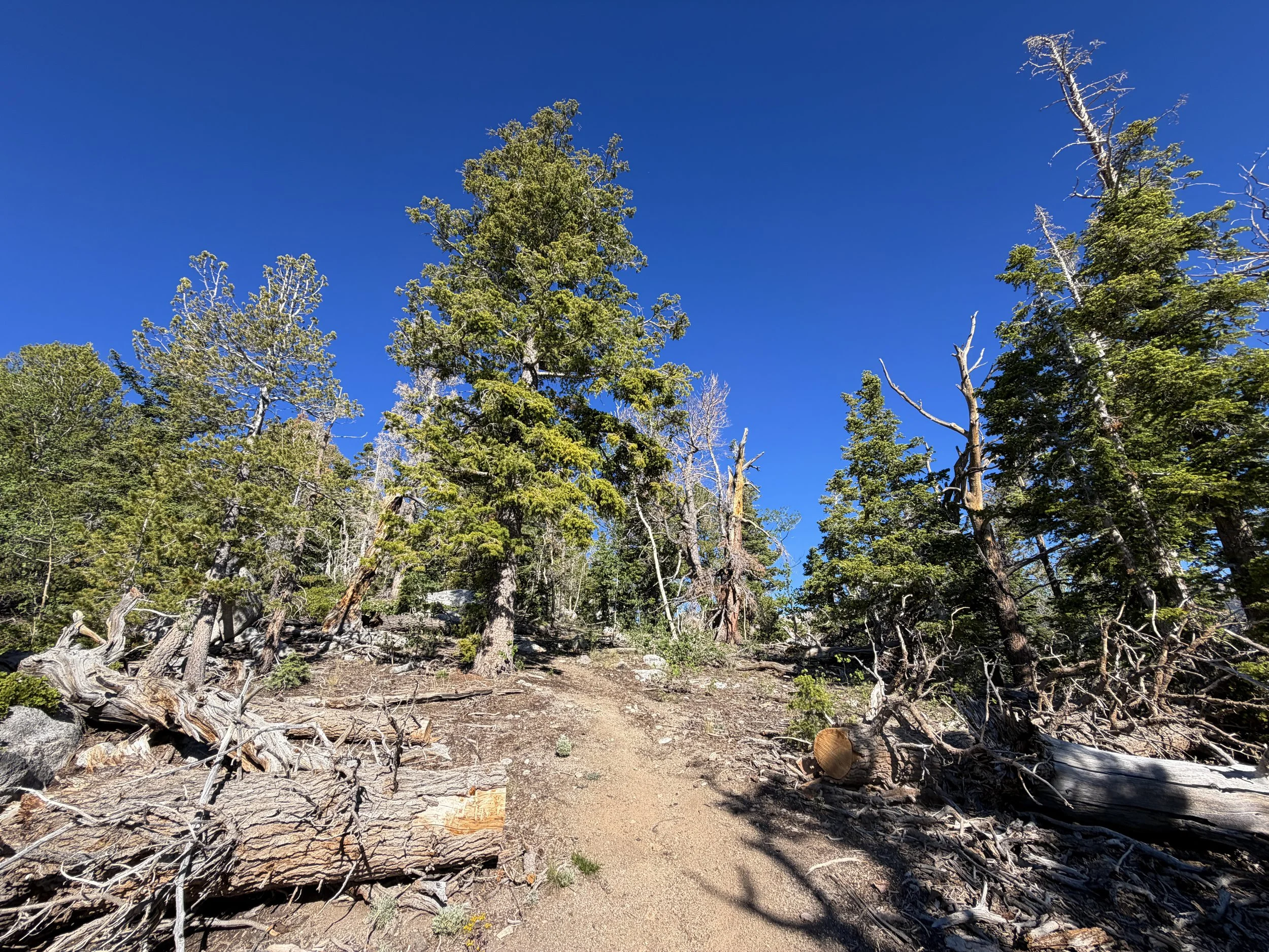 Snake Divide Trail to Mount Washington Great Basin National Park Nevada