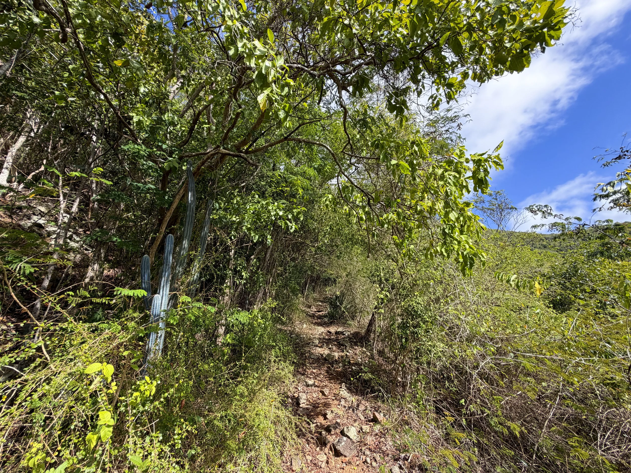 Bordeaux Mountain Hike Virgin Islands National Park