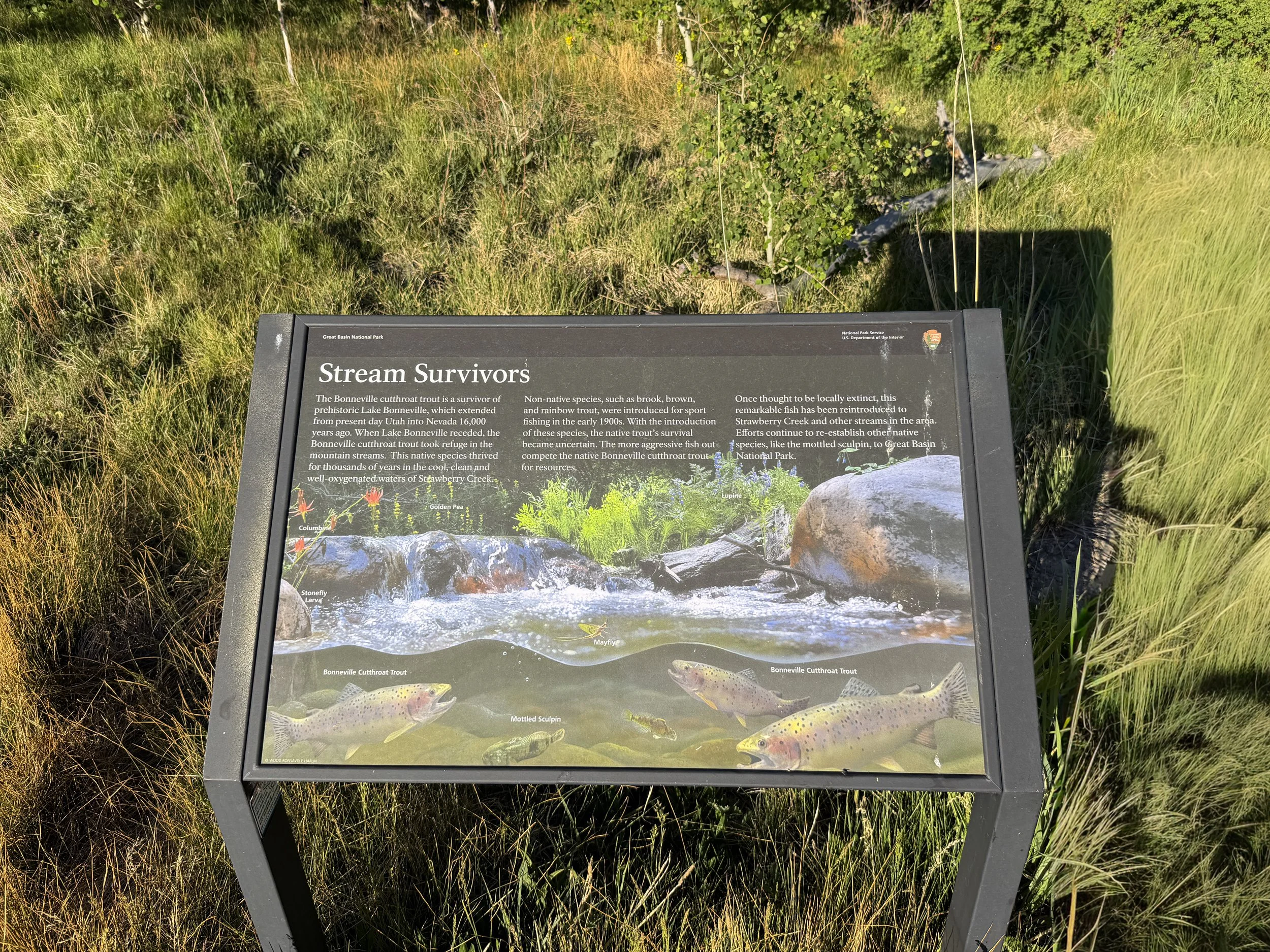 Upper Strawberry Trail Great Basin National Park Nevada