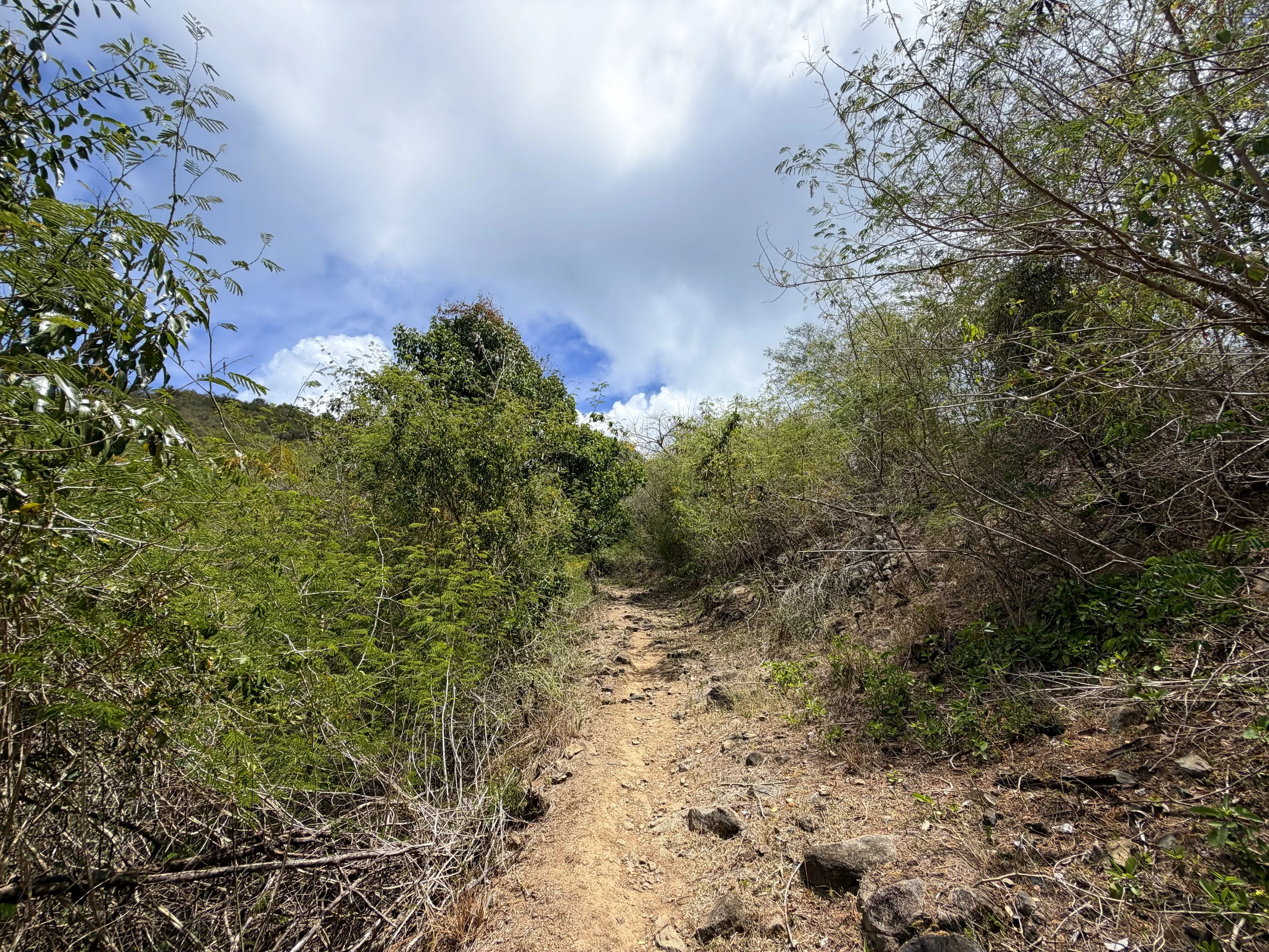 Brown Bay Trail Virgin Islands National Park