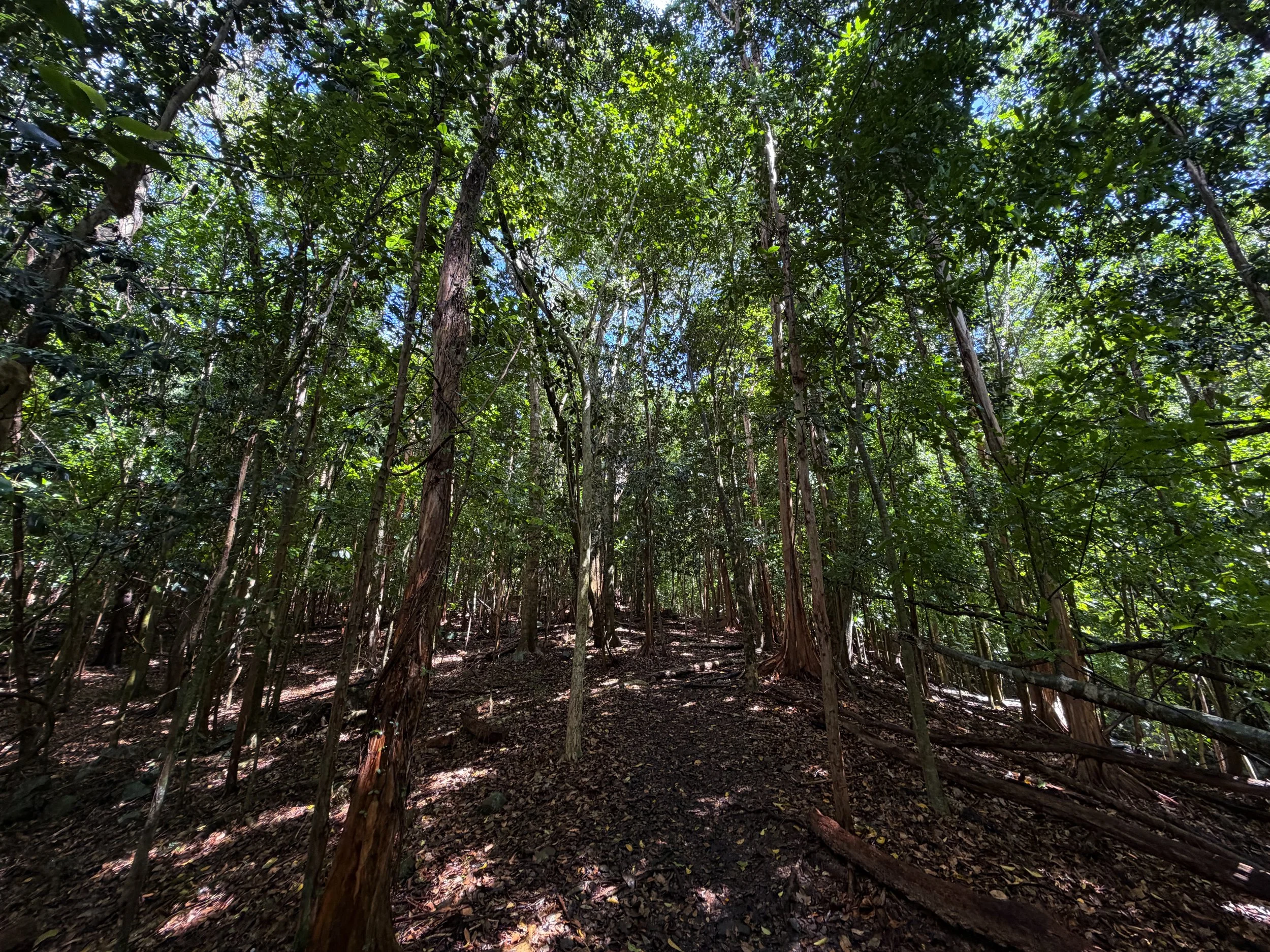 Cinnamon Bay Loop Hike Virgin Islands National Park