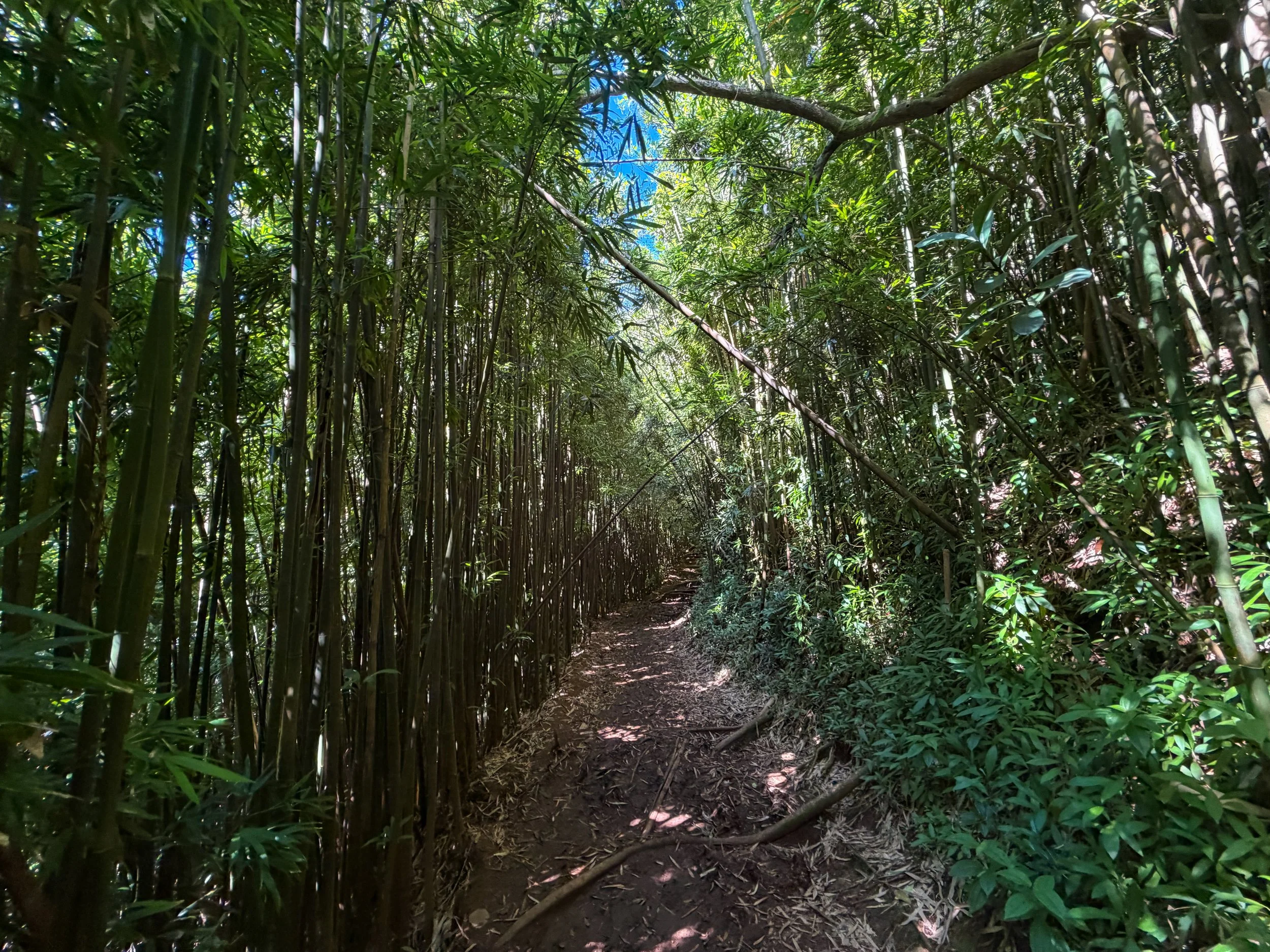 Aihualama Trail to Pauoa Flats Trail Oahu Hawaii