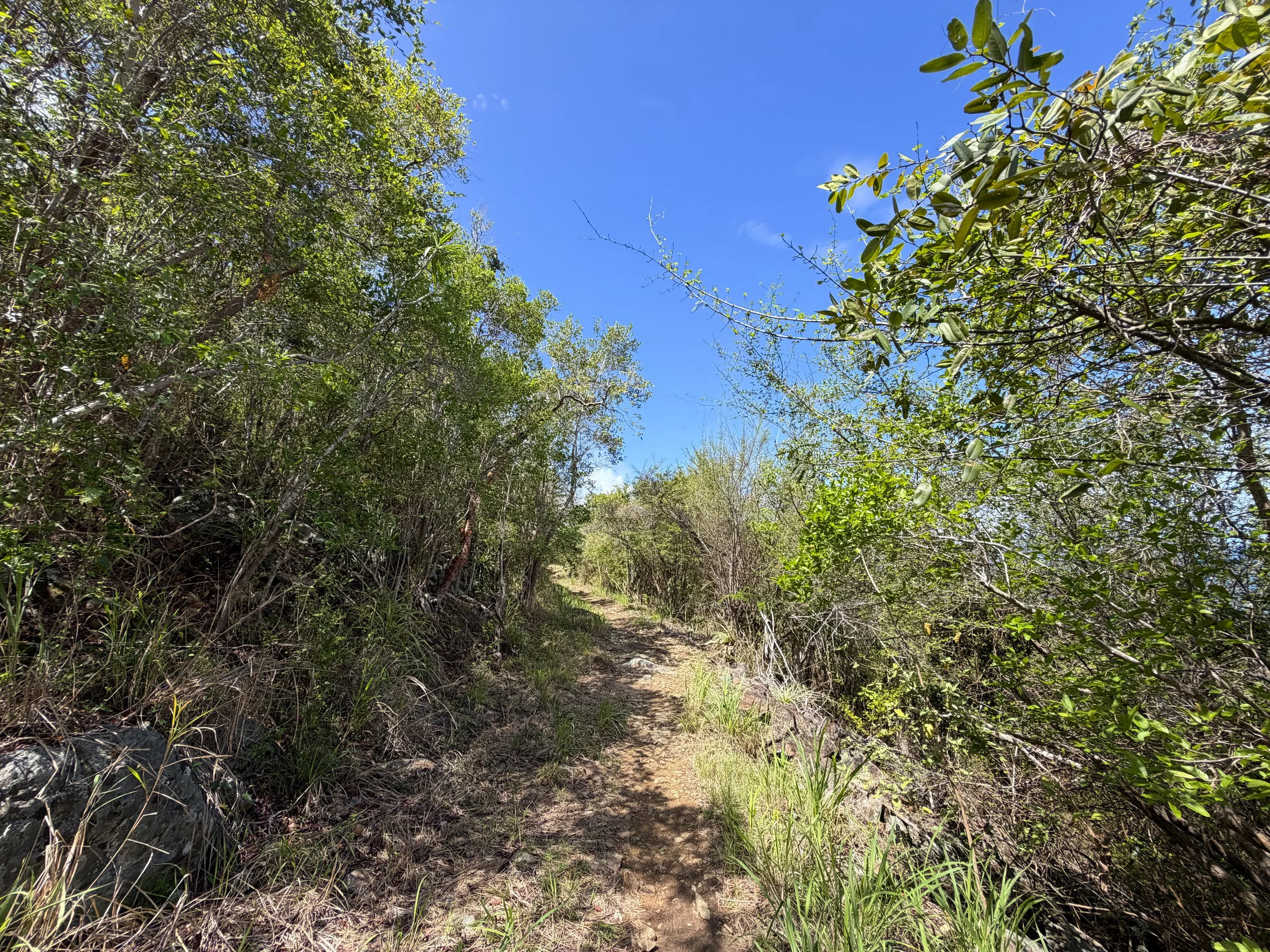 Lind Point Hike Virgin Islands National Park