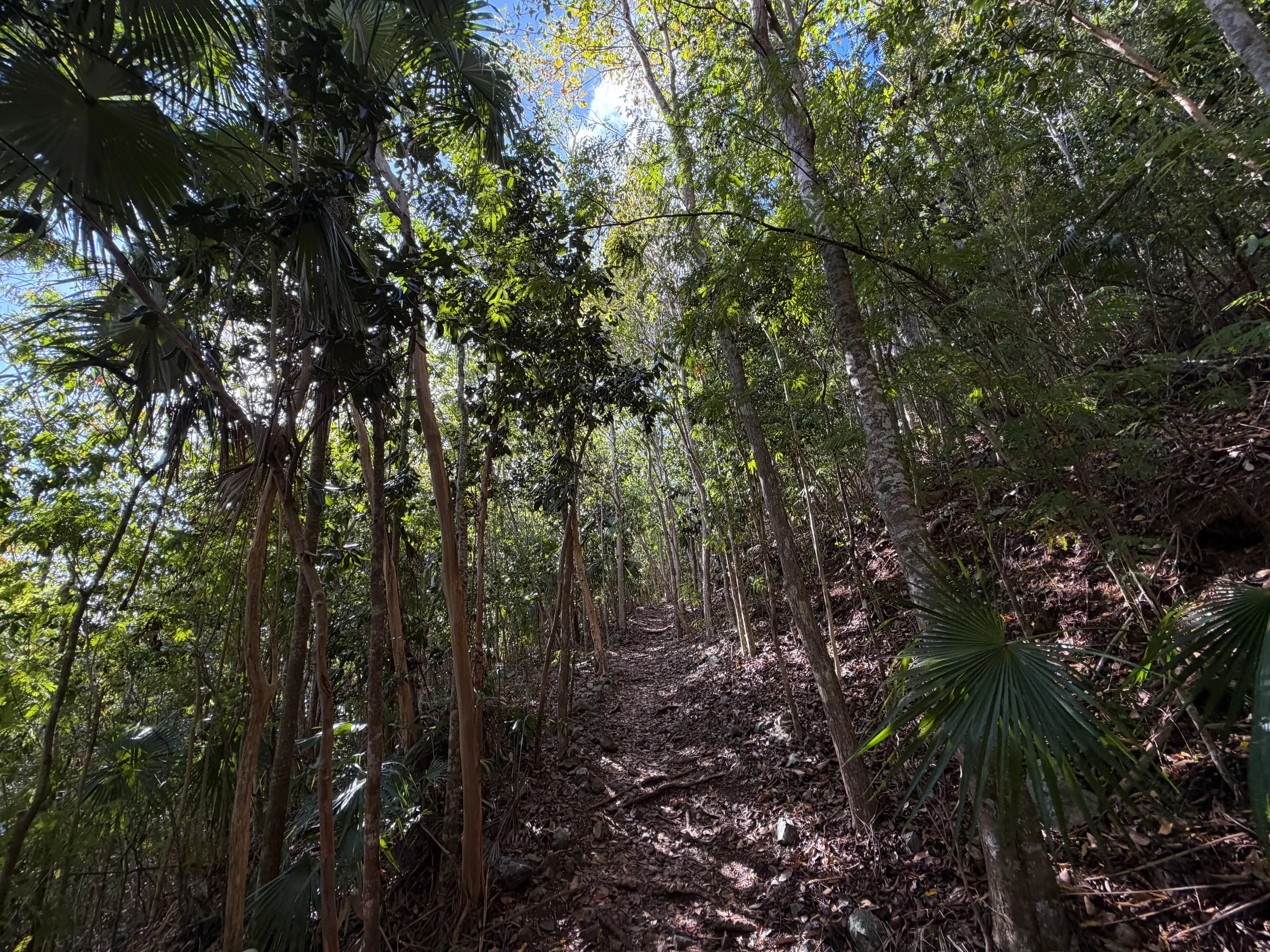 America Hill Trail via Cinnamon Bay Virgin Islands National Park