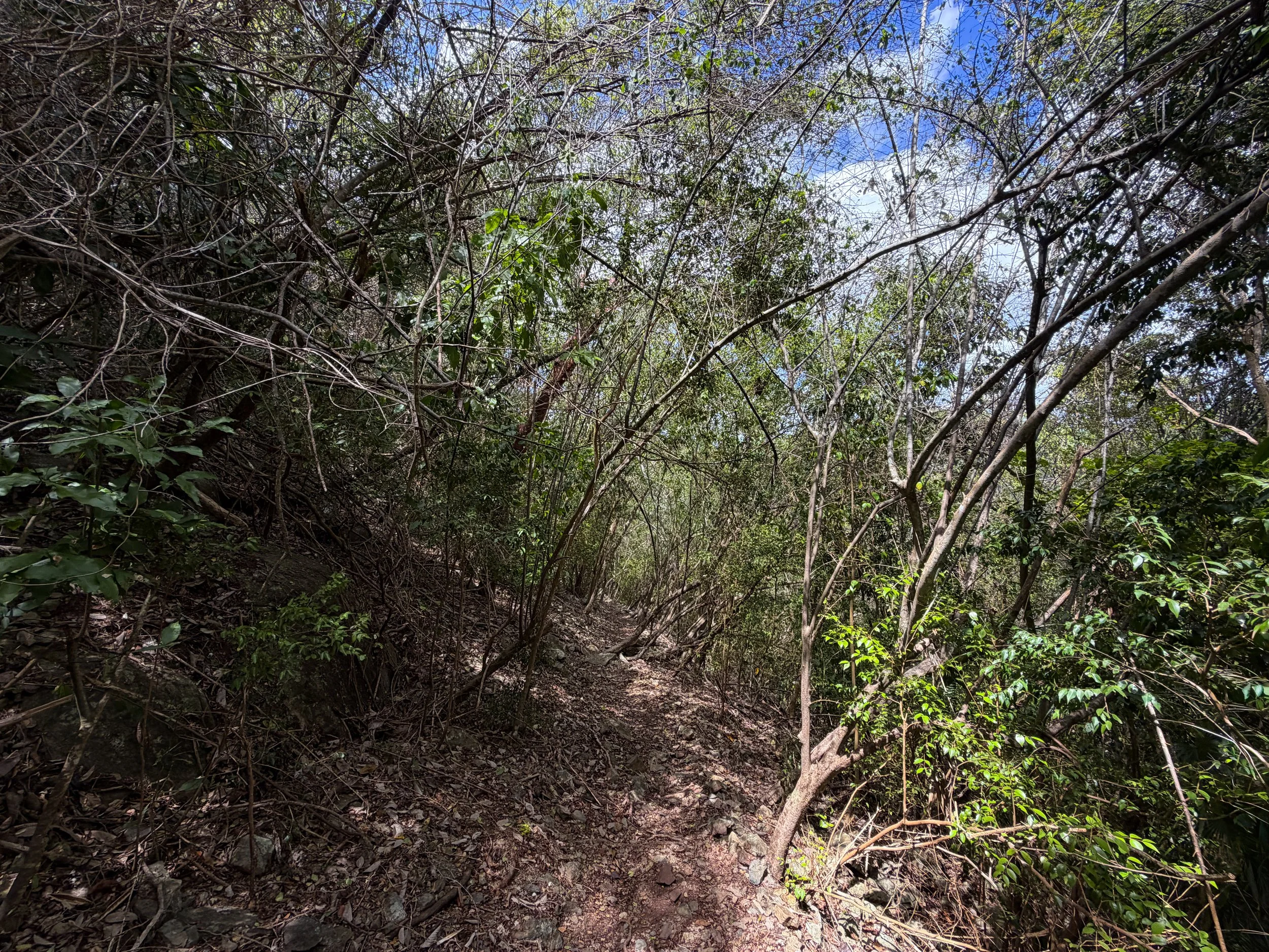 Maria Hope Trail Virgin Islands National Park