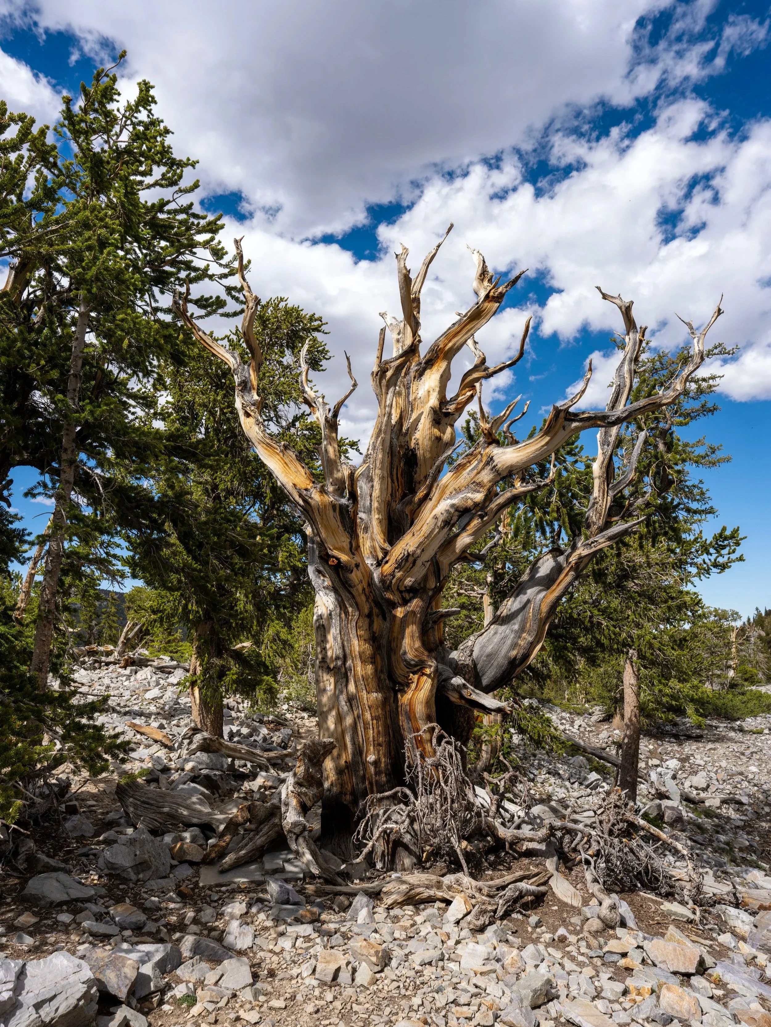 Bristlecone Trail Great Basin National Park