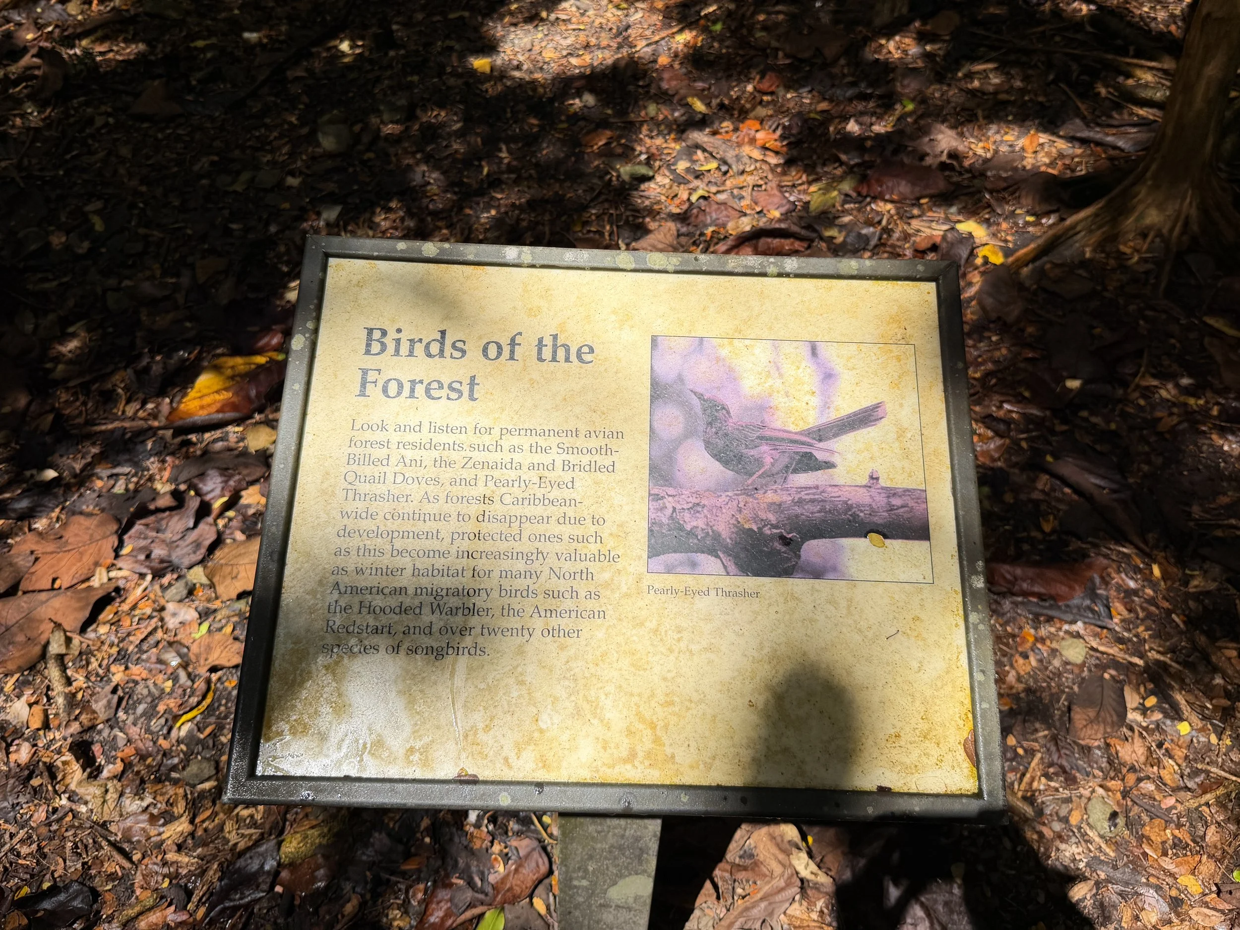 Cinnamon Bay Loop Hike Virgin Islands National Park