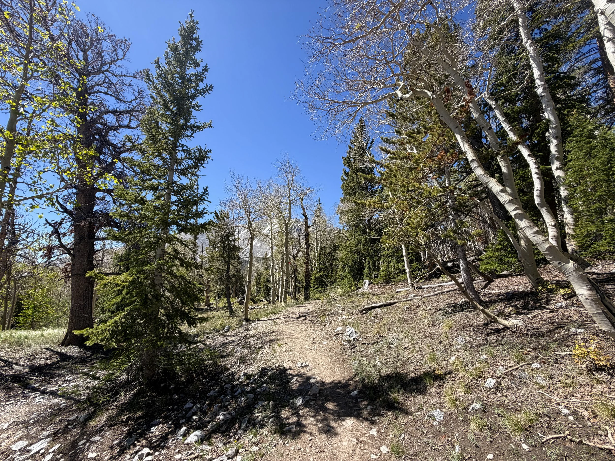 Wheeler Peak Summit Trail Great Basin National Park Nevada
