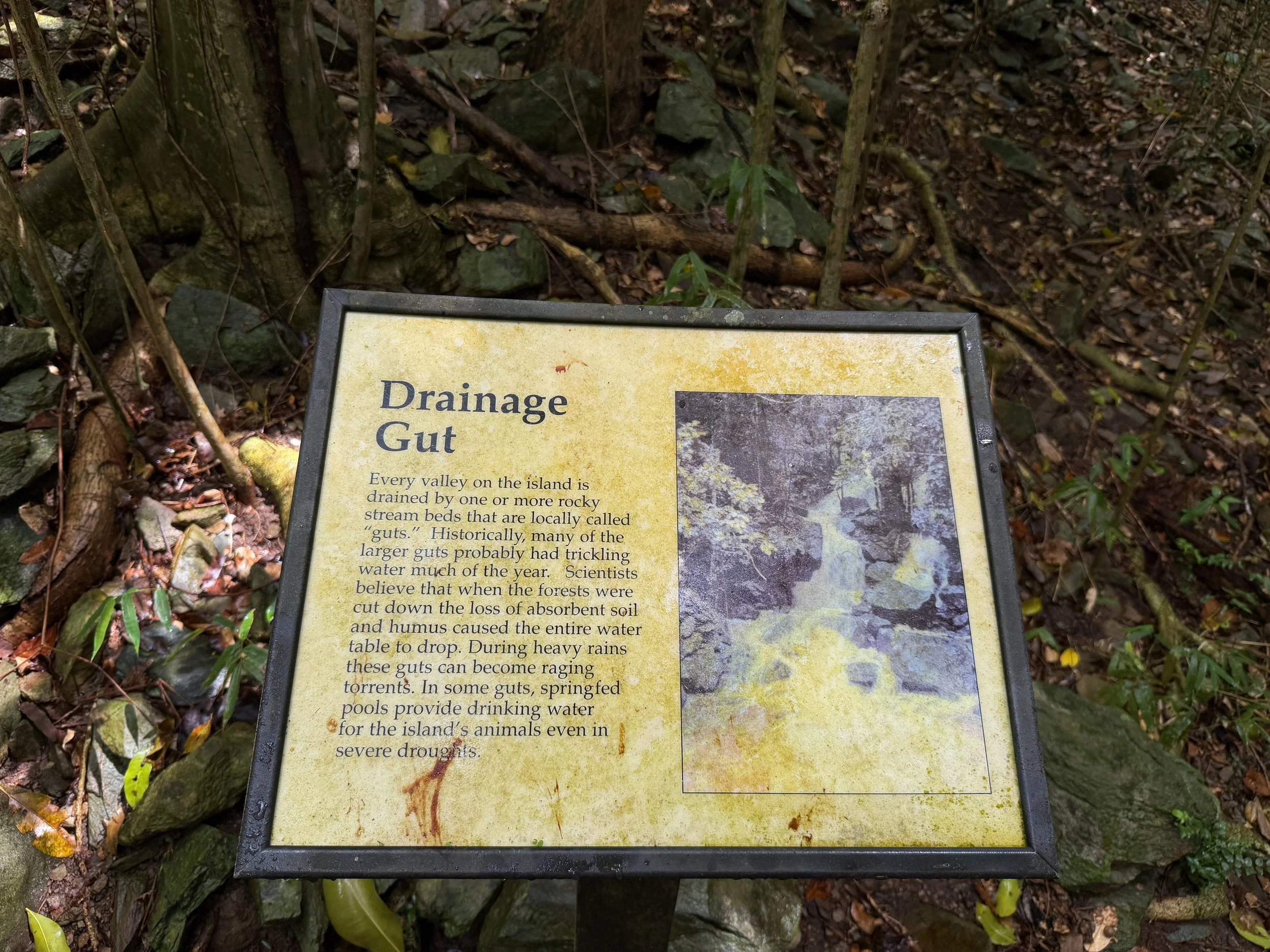 Cinnamon Bay Loop Trail Virgin Islands National Park