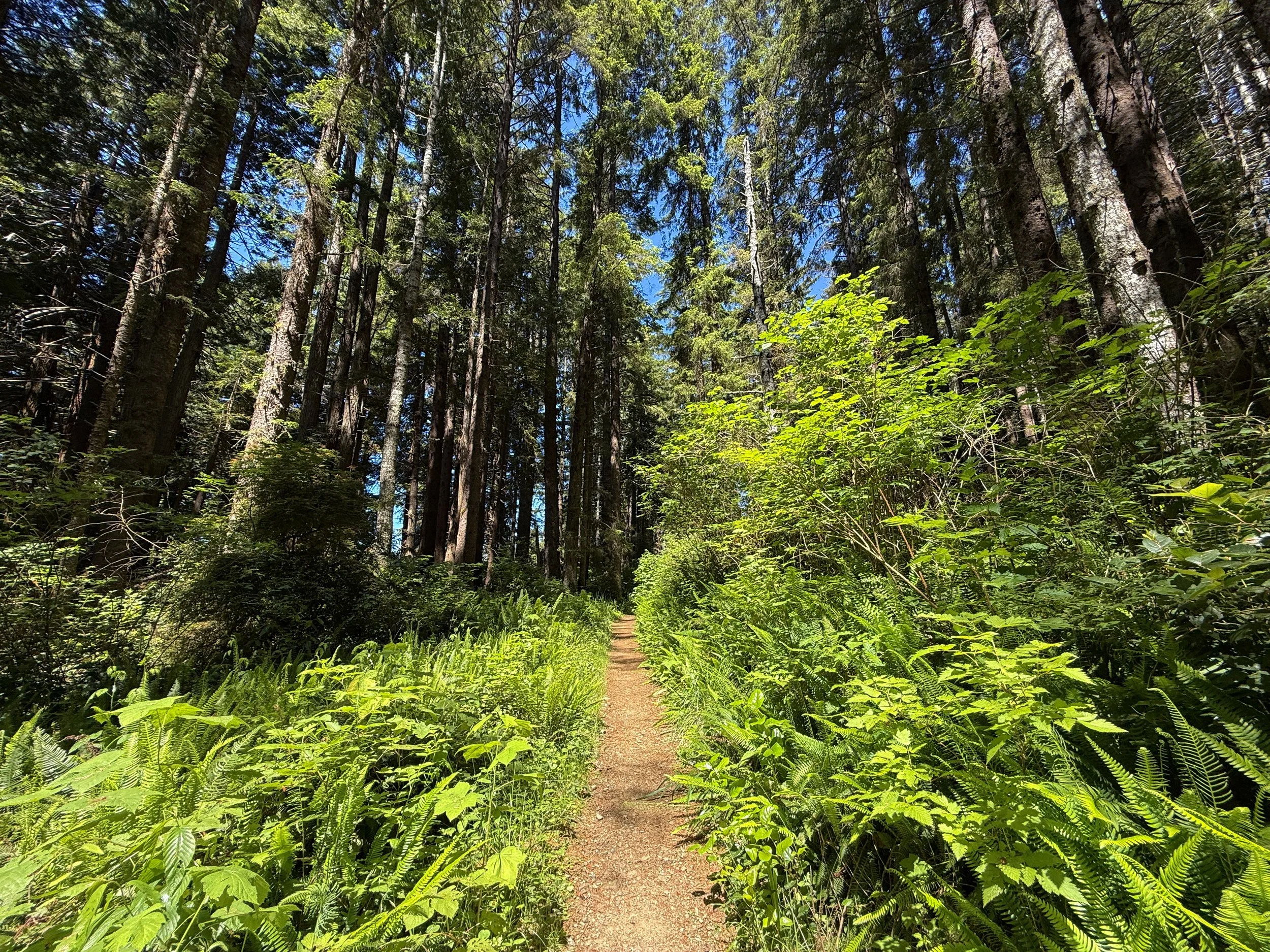 Ossagon Trail Prairie Creek Redwoods State Park California