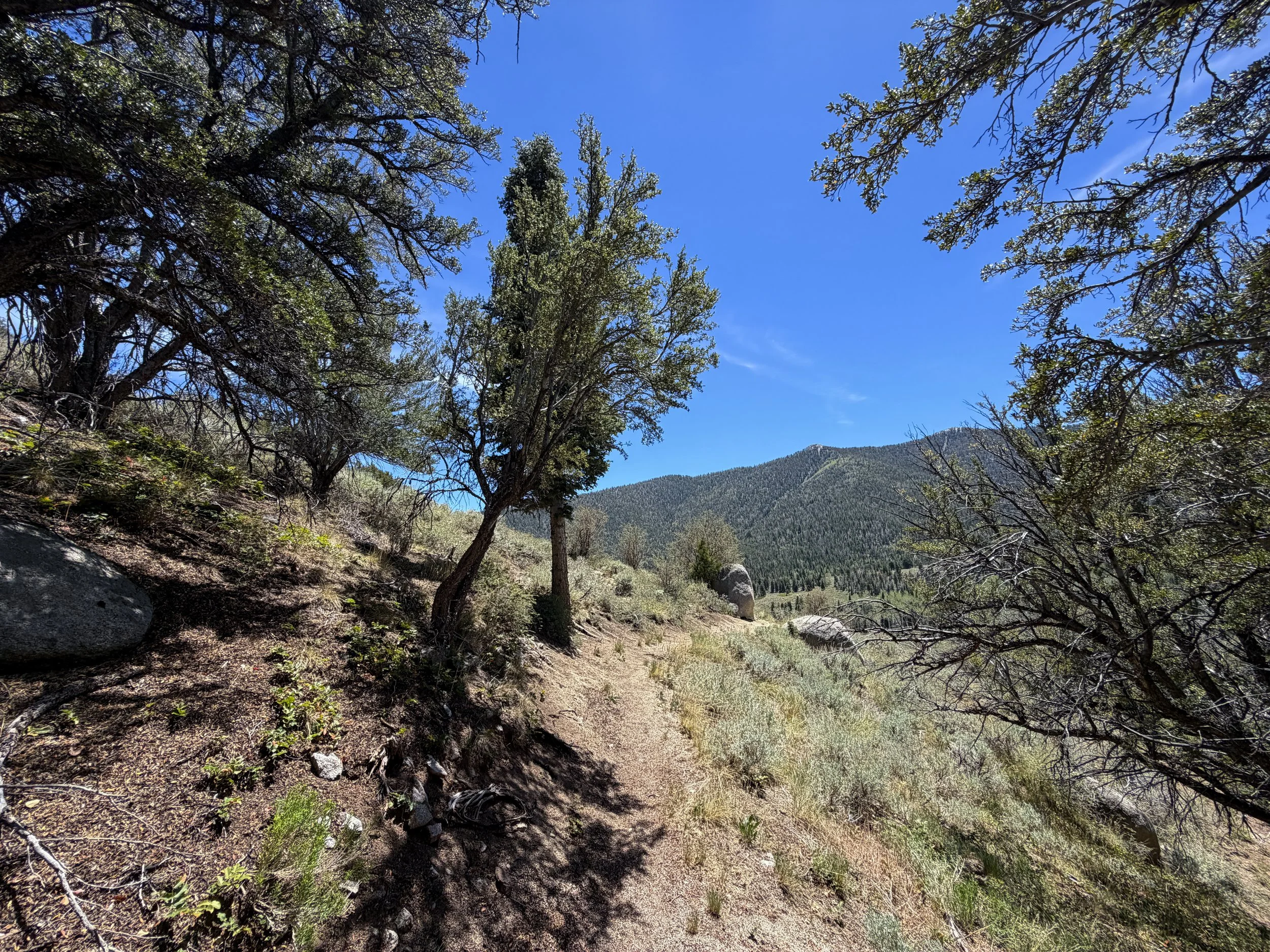 Serviceberry Loop Trail Great Basin National Park Nevada