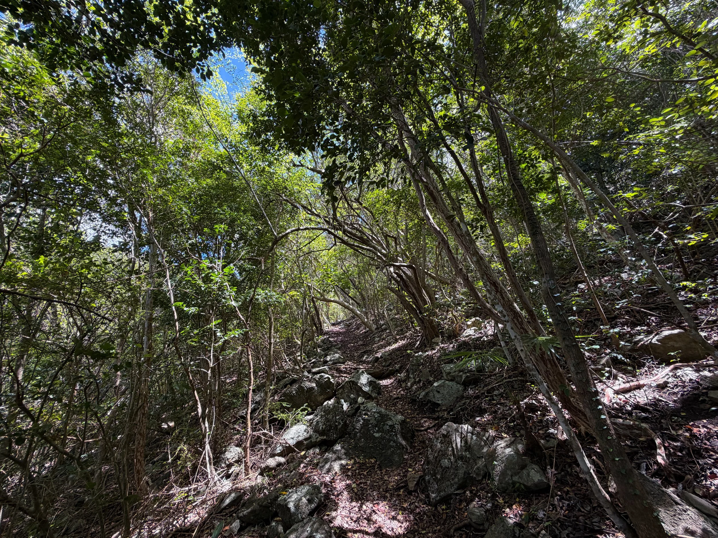 Tamarind Trail Virgin Islands National Park