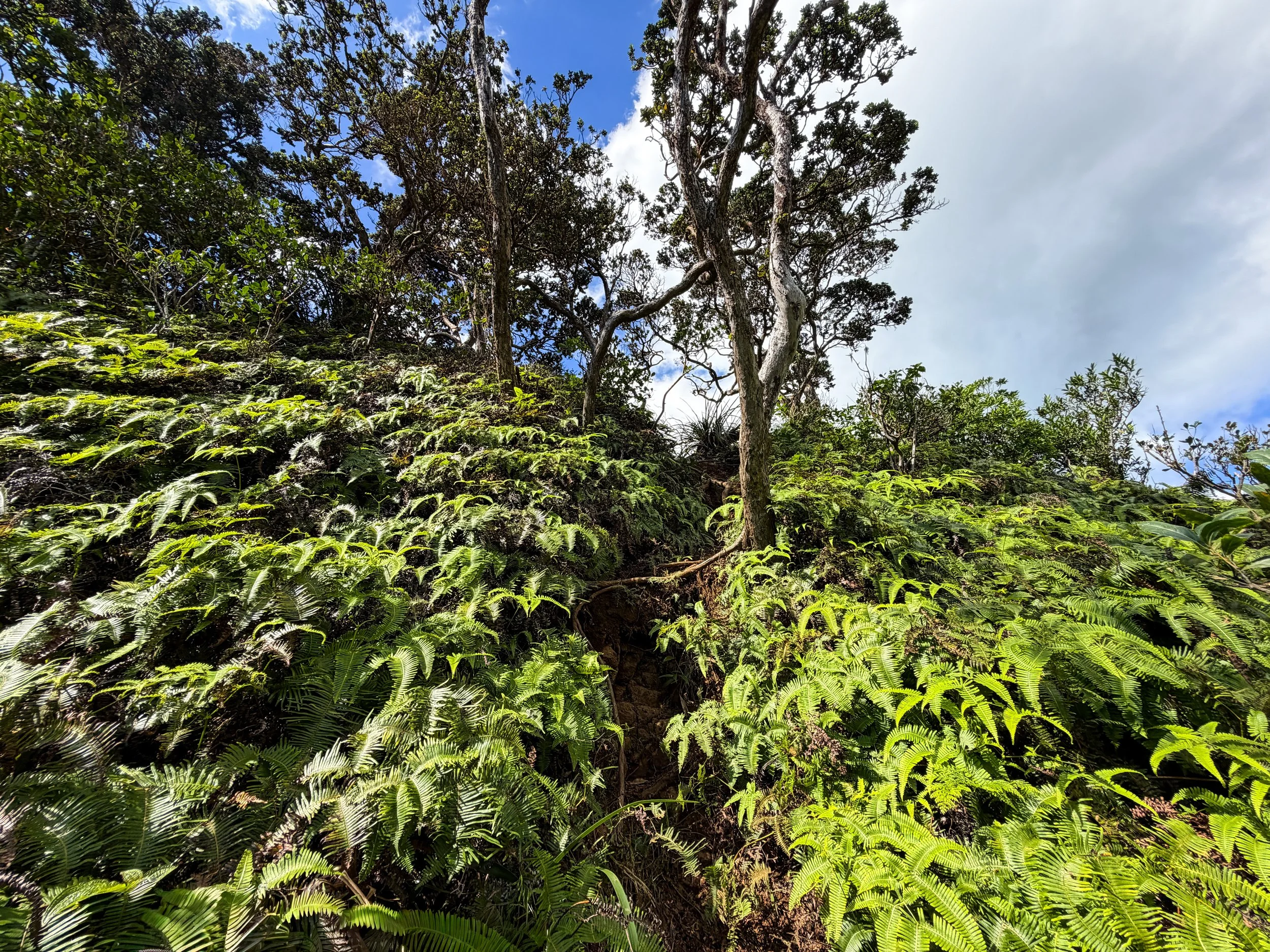 Kaau Crater Hike Oahu Hawaii