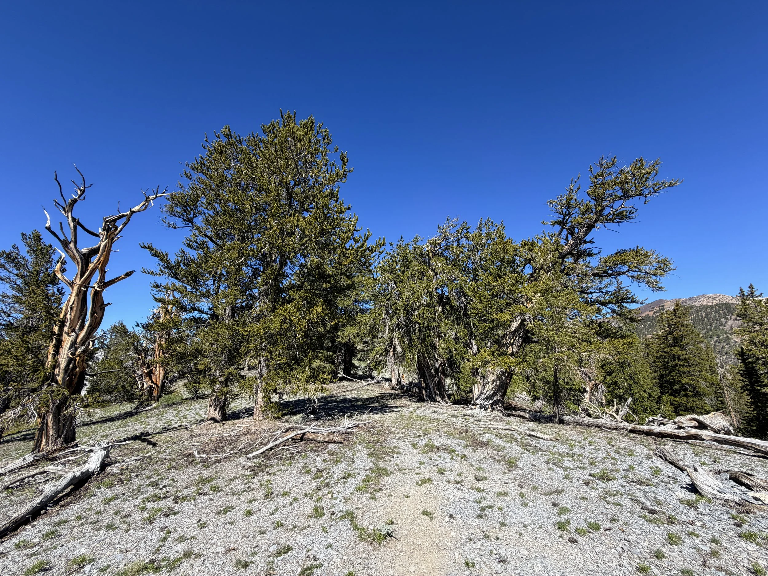 Snake Divide Trail to Mt. Washington Great Basin National Park Nevada