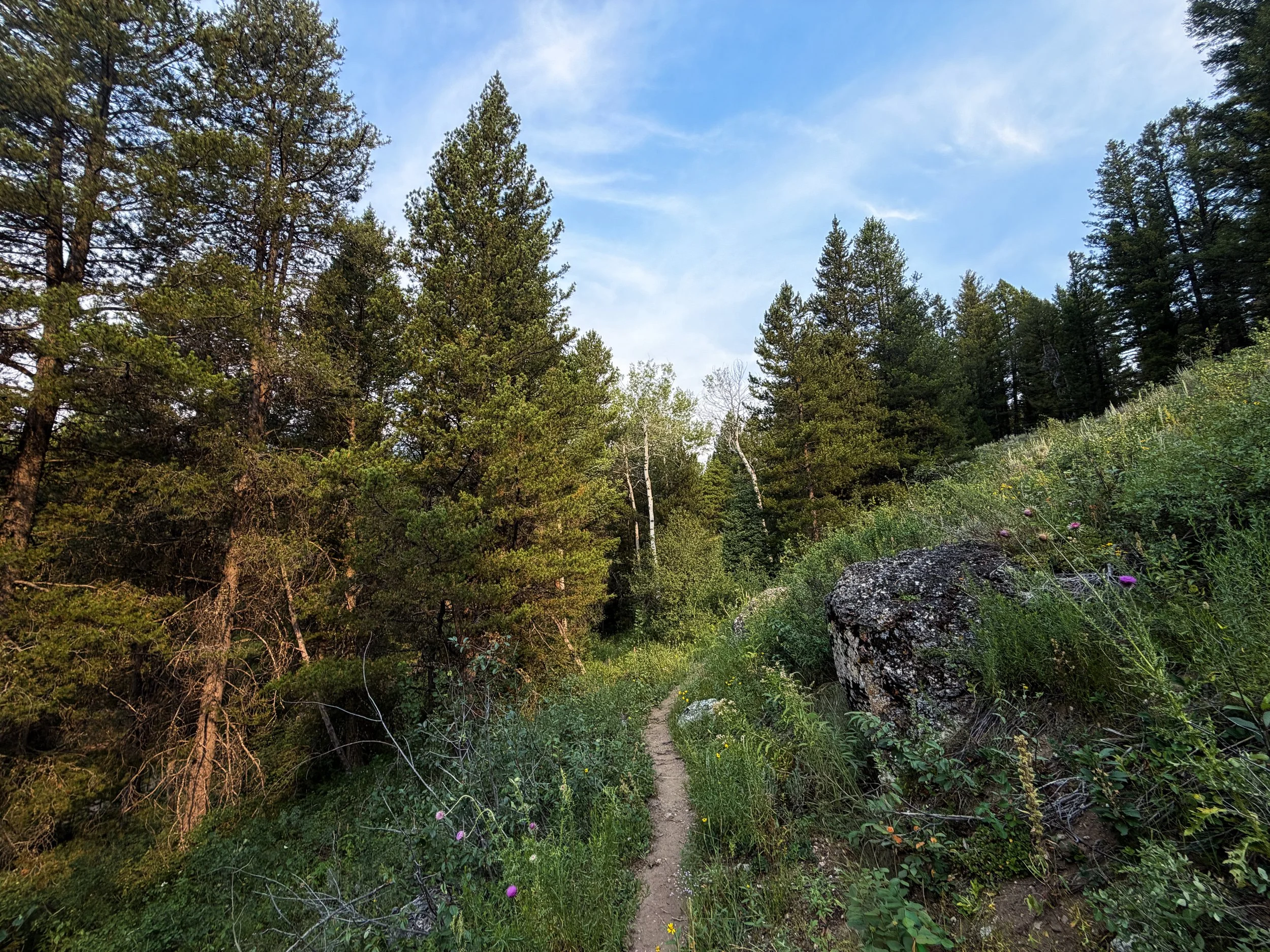 Aspen–Boulder Ridge Loop Trail Grand Teton National Park Wyoming