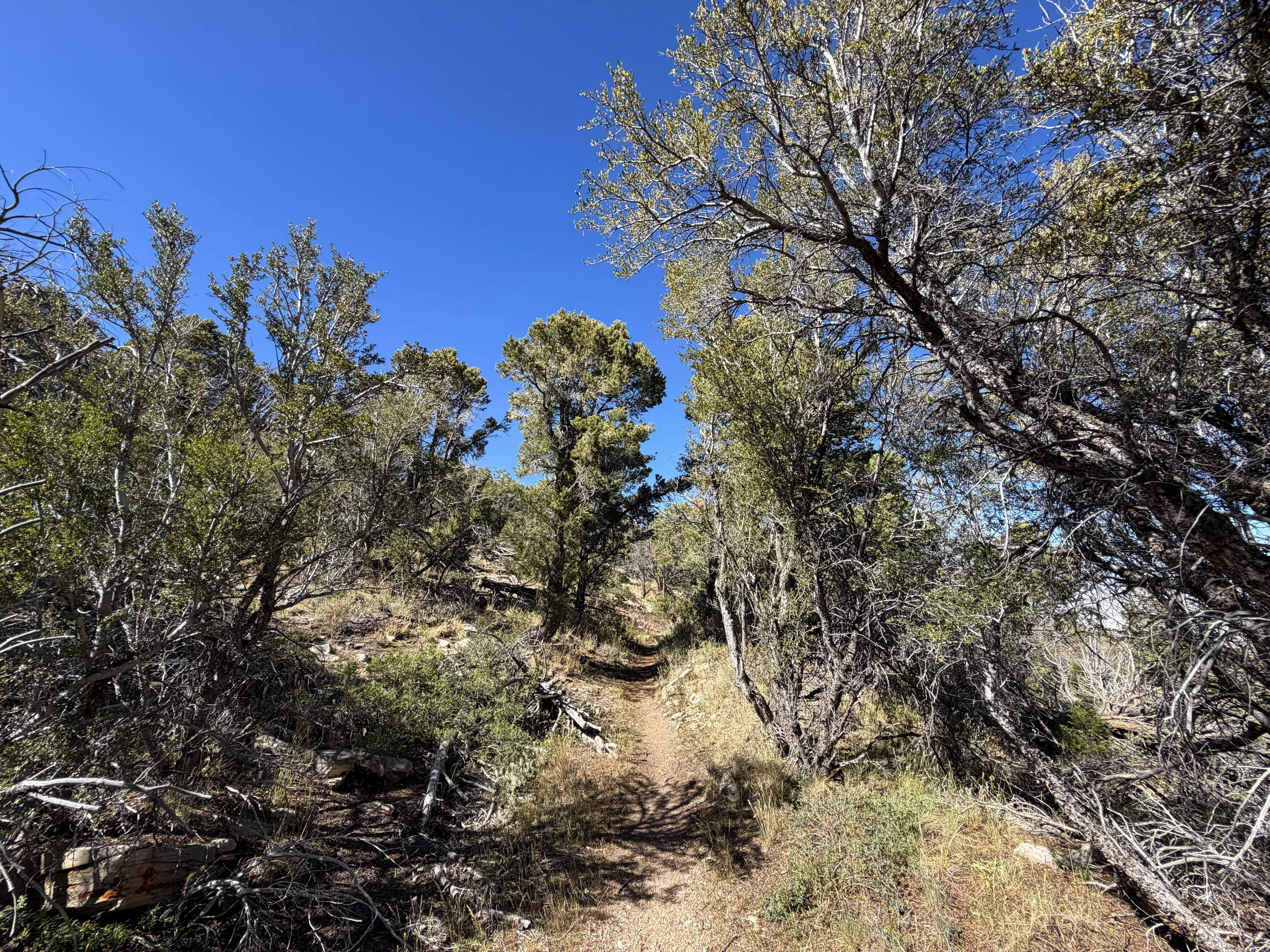 Osceola Ditch Hike Great Basin National Park Nevada