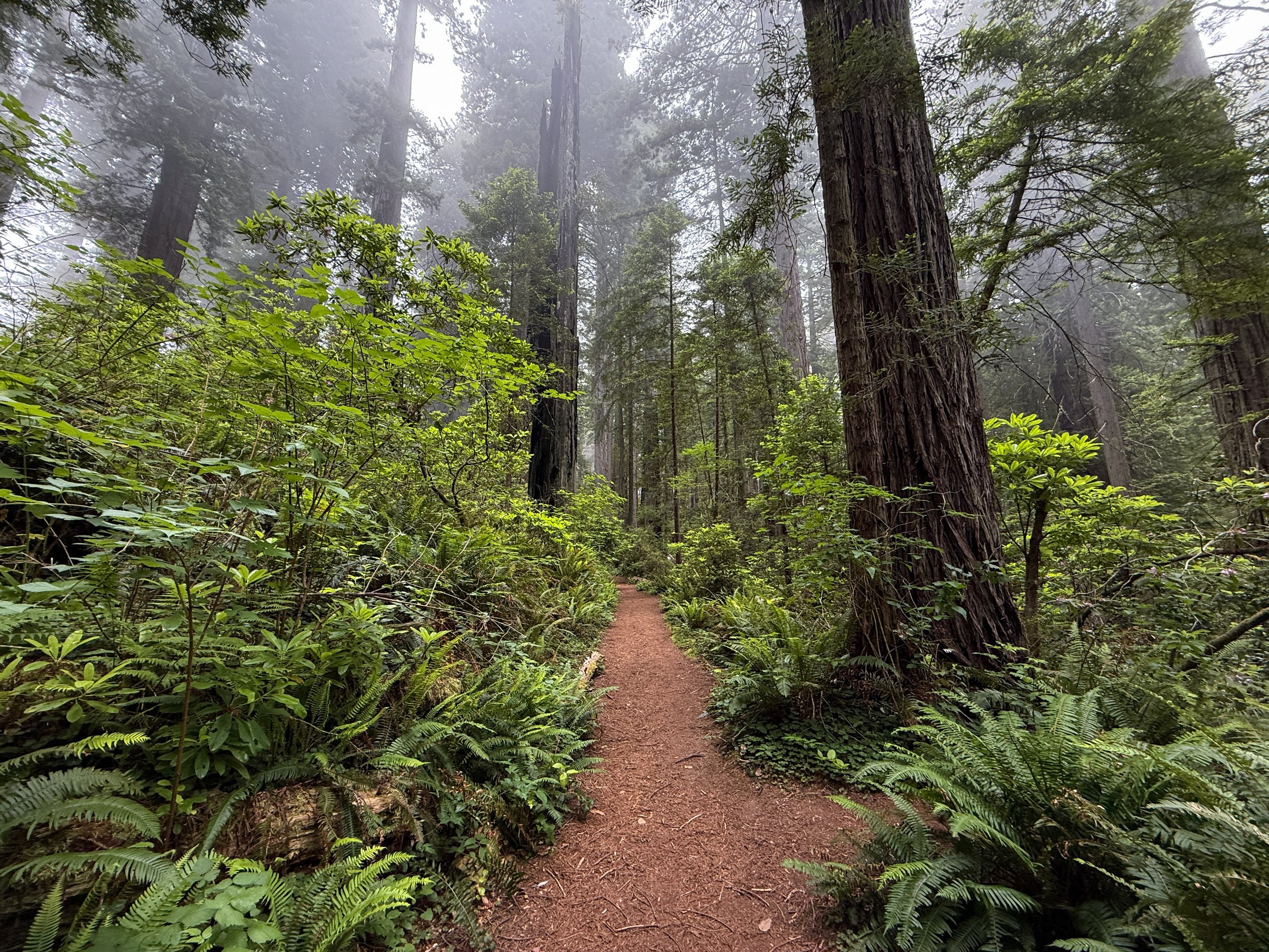 Damnation Creek Trail Del Norte Coast Redwoods State Park California