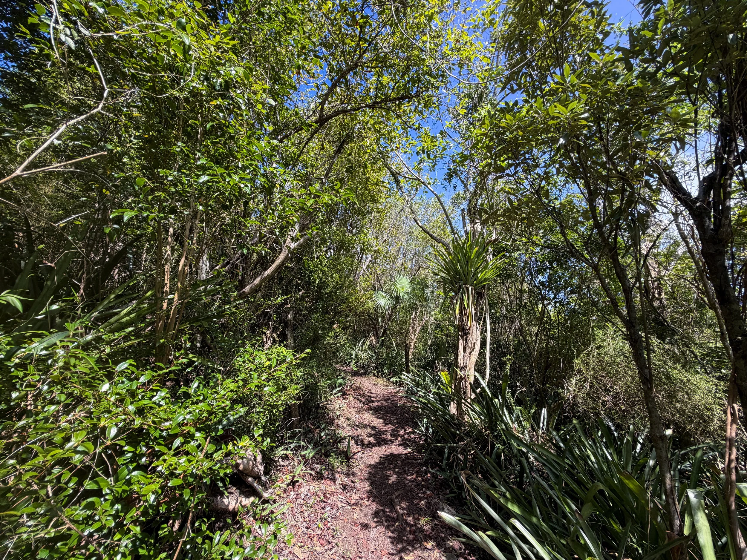 Caneel Hill Hike to Margaret Hill Virgin Islands National Park