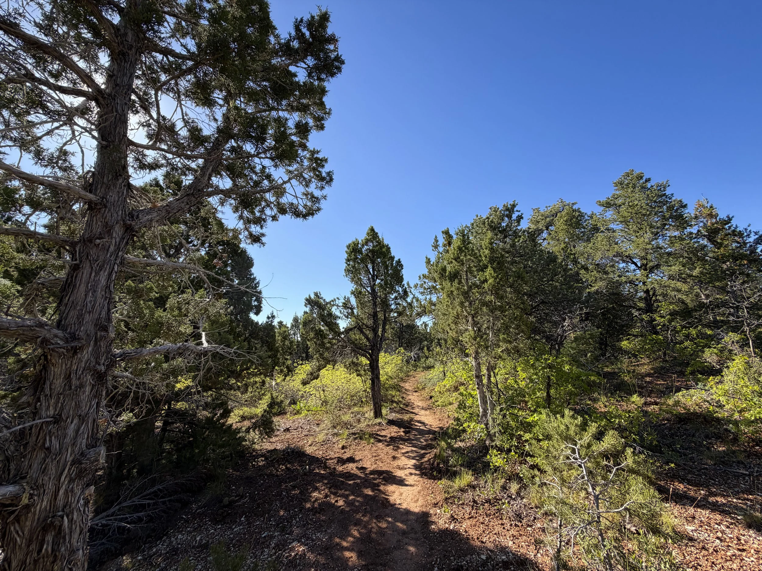 Deertrap Mountain Trail Zion National Park Utah