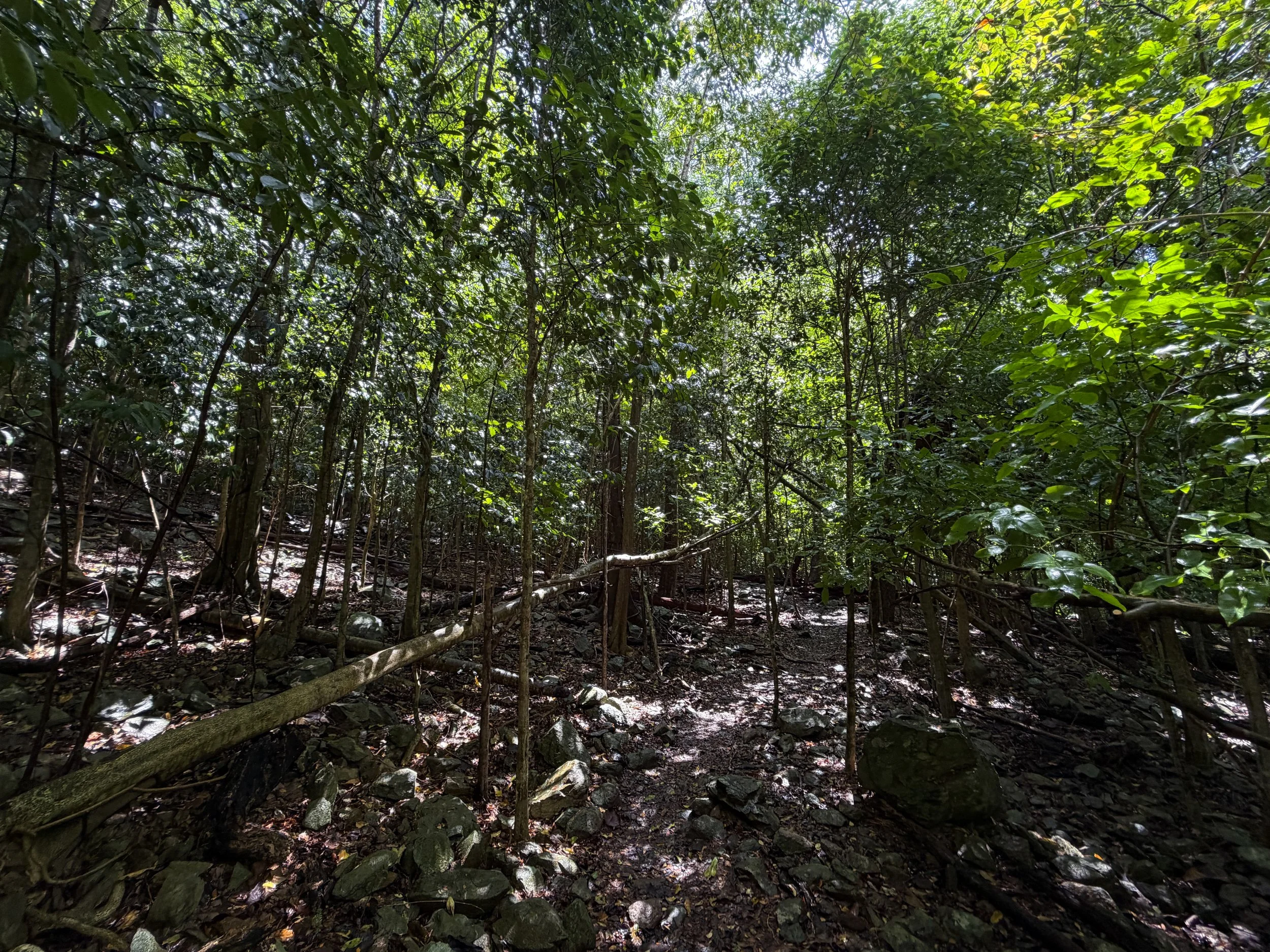 Cinnamon Bay Loop Trail Virgin Islands National Park