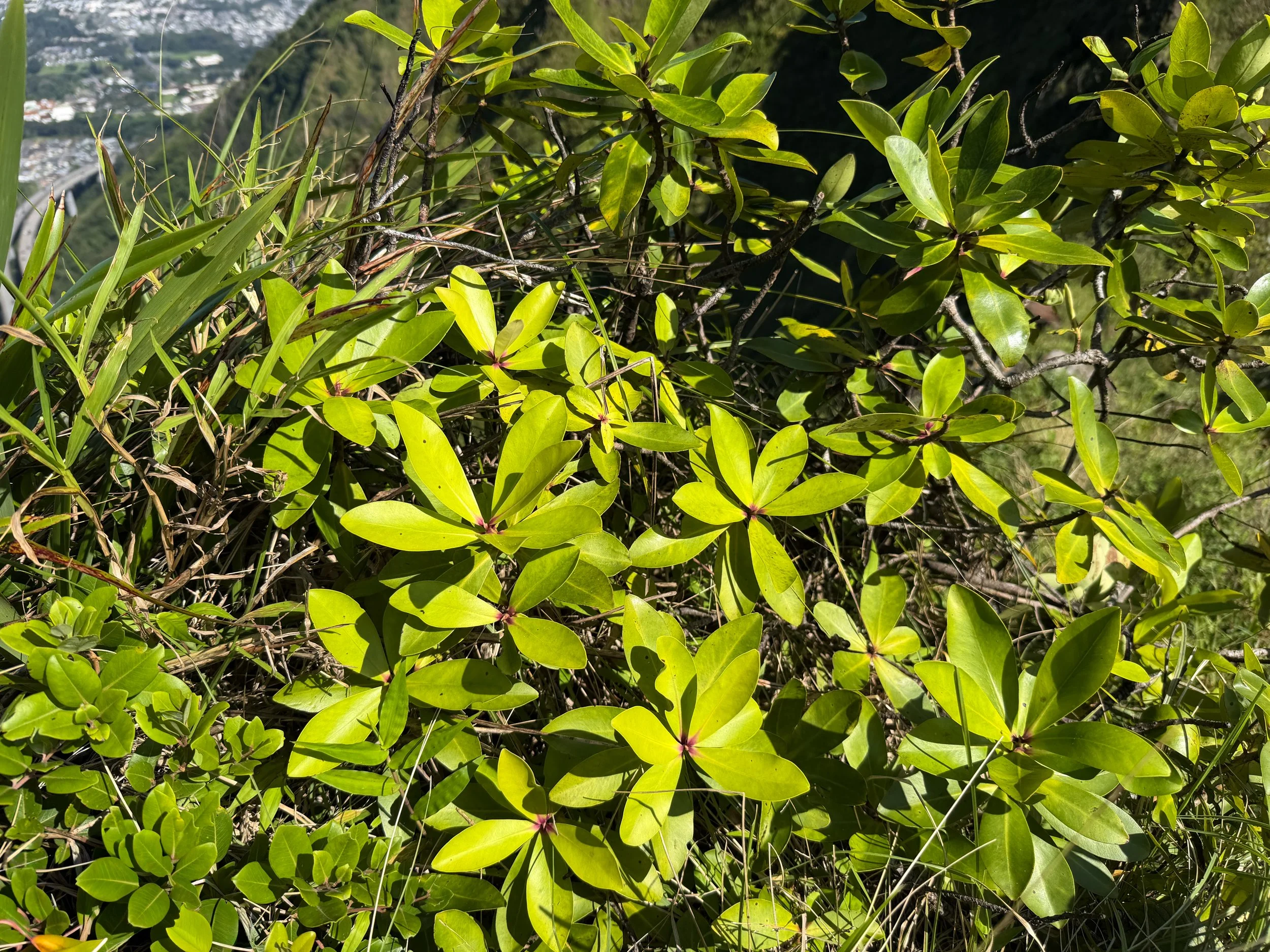 Kolea lau nui Myrsine lessertiana