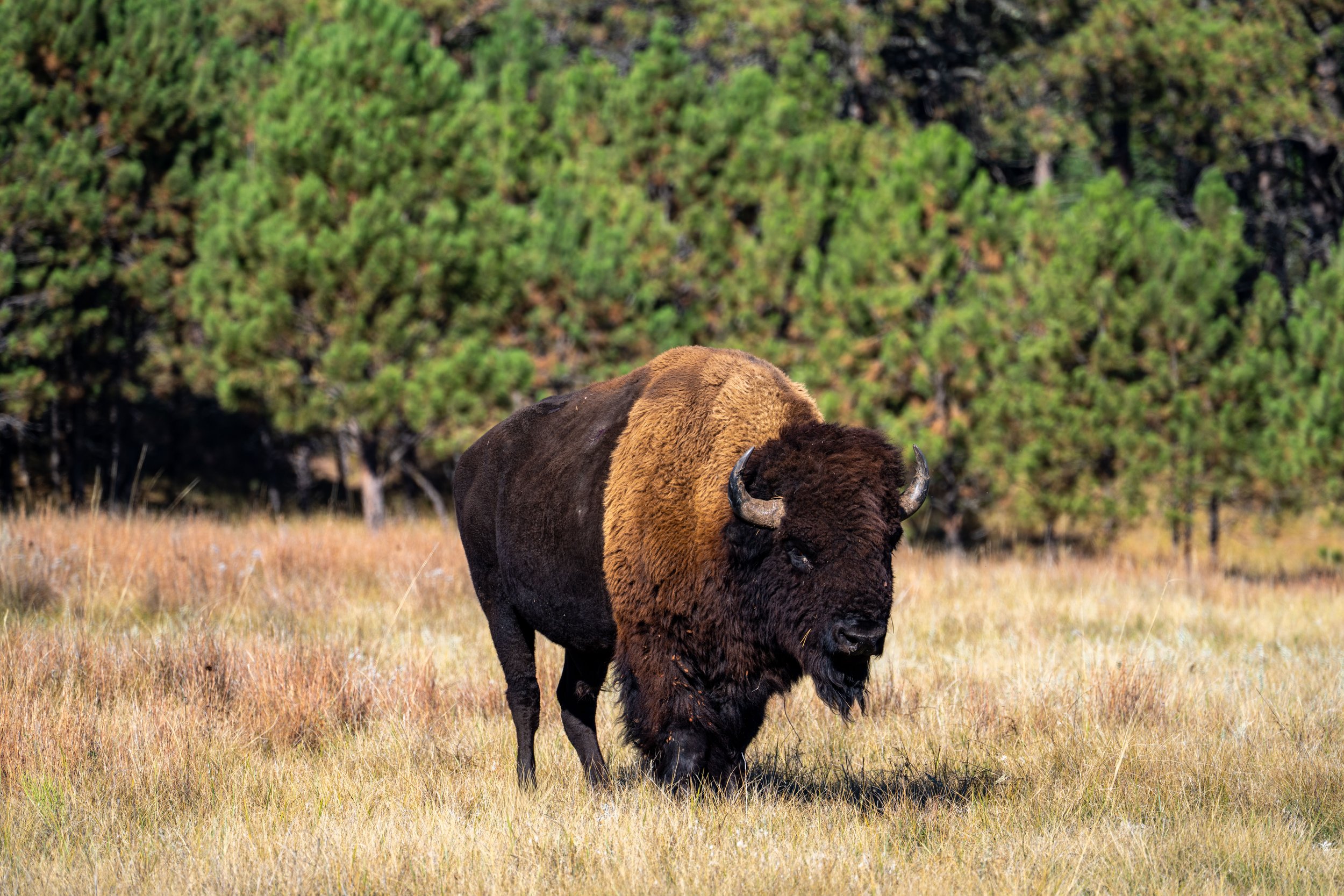 American Bison Wind Cave National Park