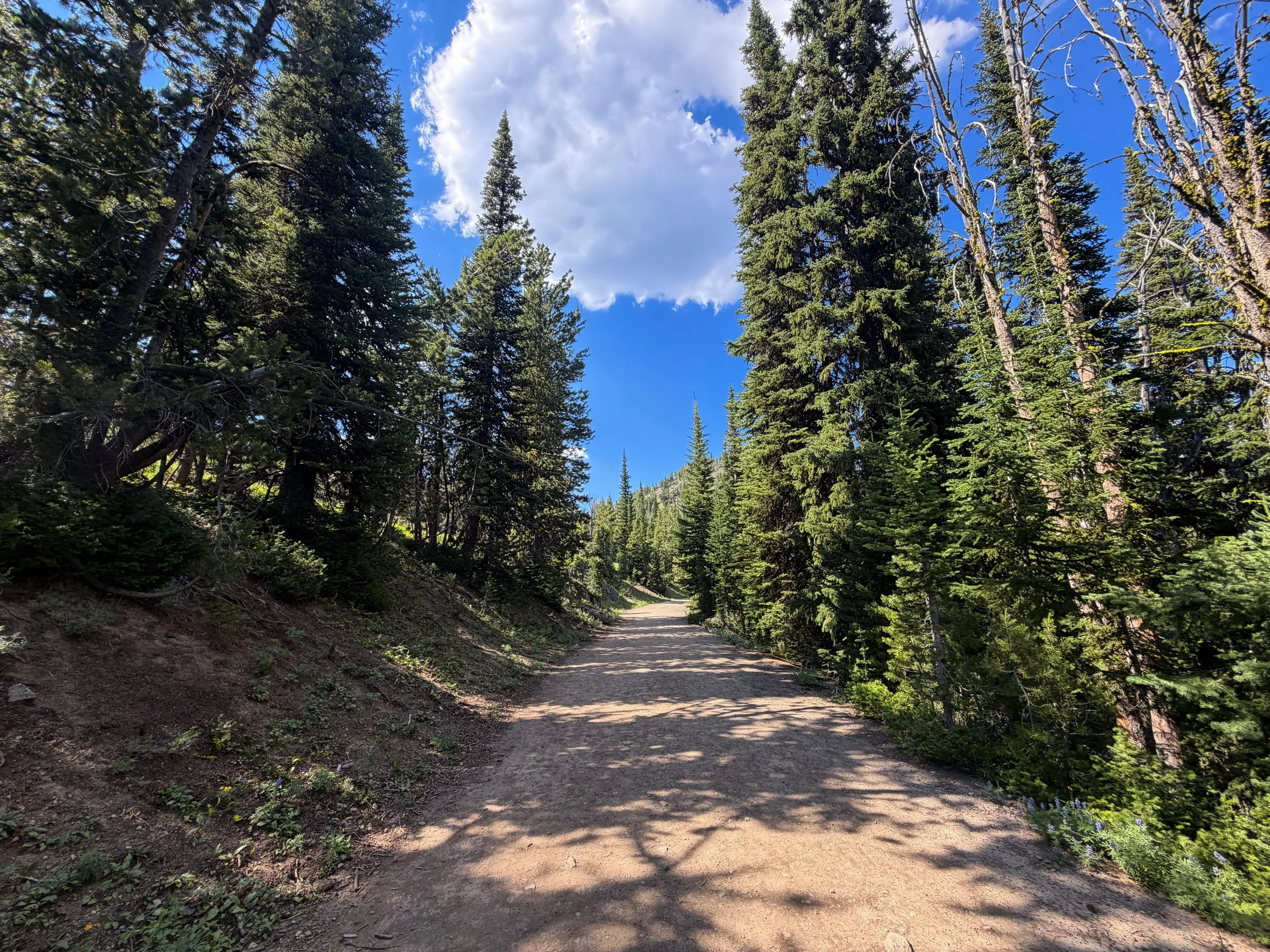 Mount Washburn Trail via Dunraven Pass Yellowstone National Park Wyoming