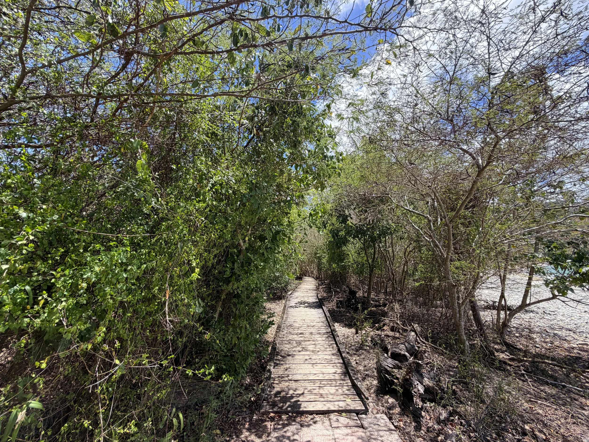 Francis Bay Loop Hike Virgin Islands National Park