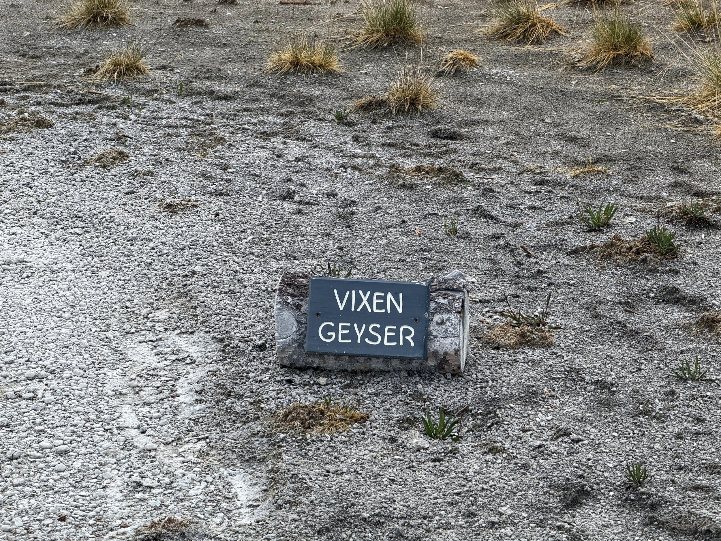 Vixen Geyser Norris Geyser Basin Trail Yellowstone National Park Wyoming