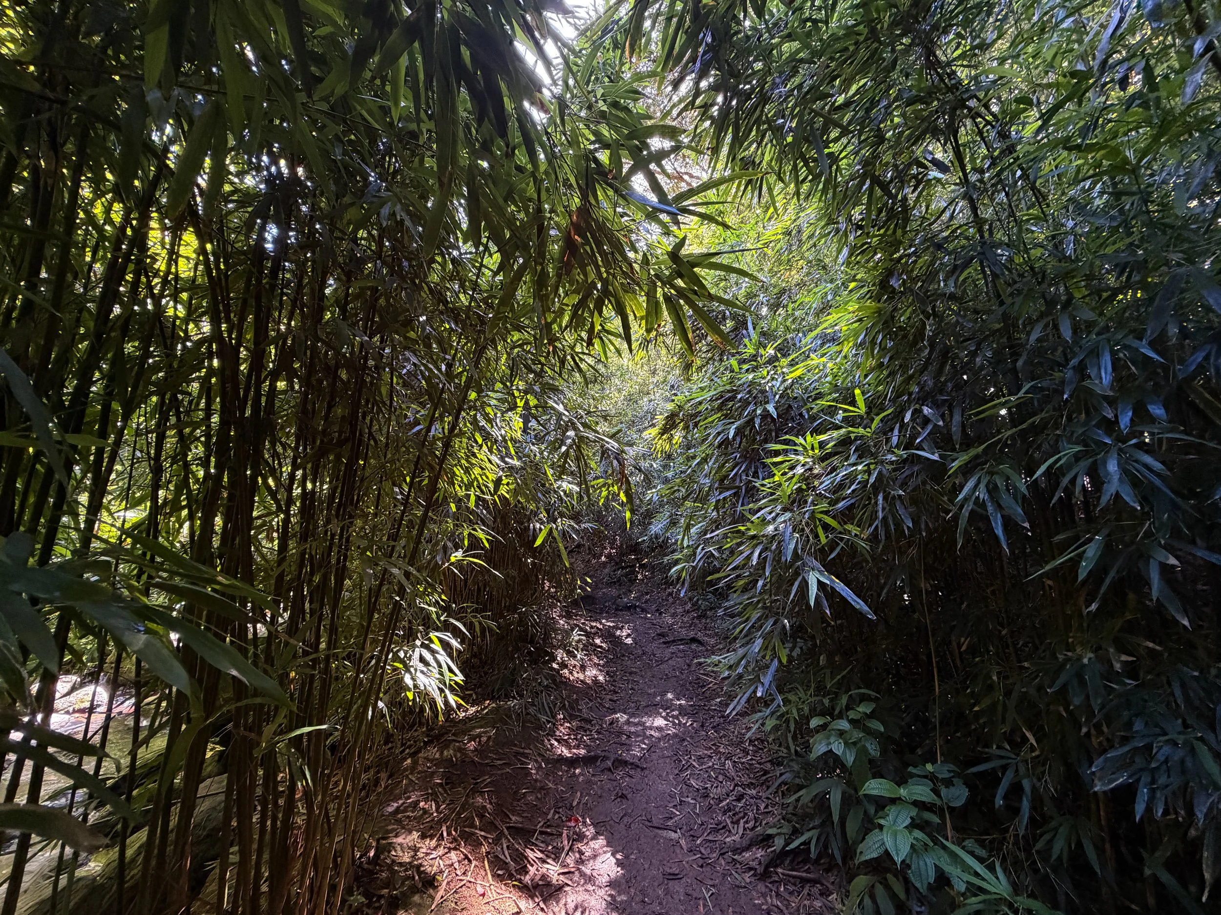 Judd Loop Trail Oahu Hawaii