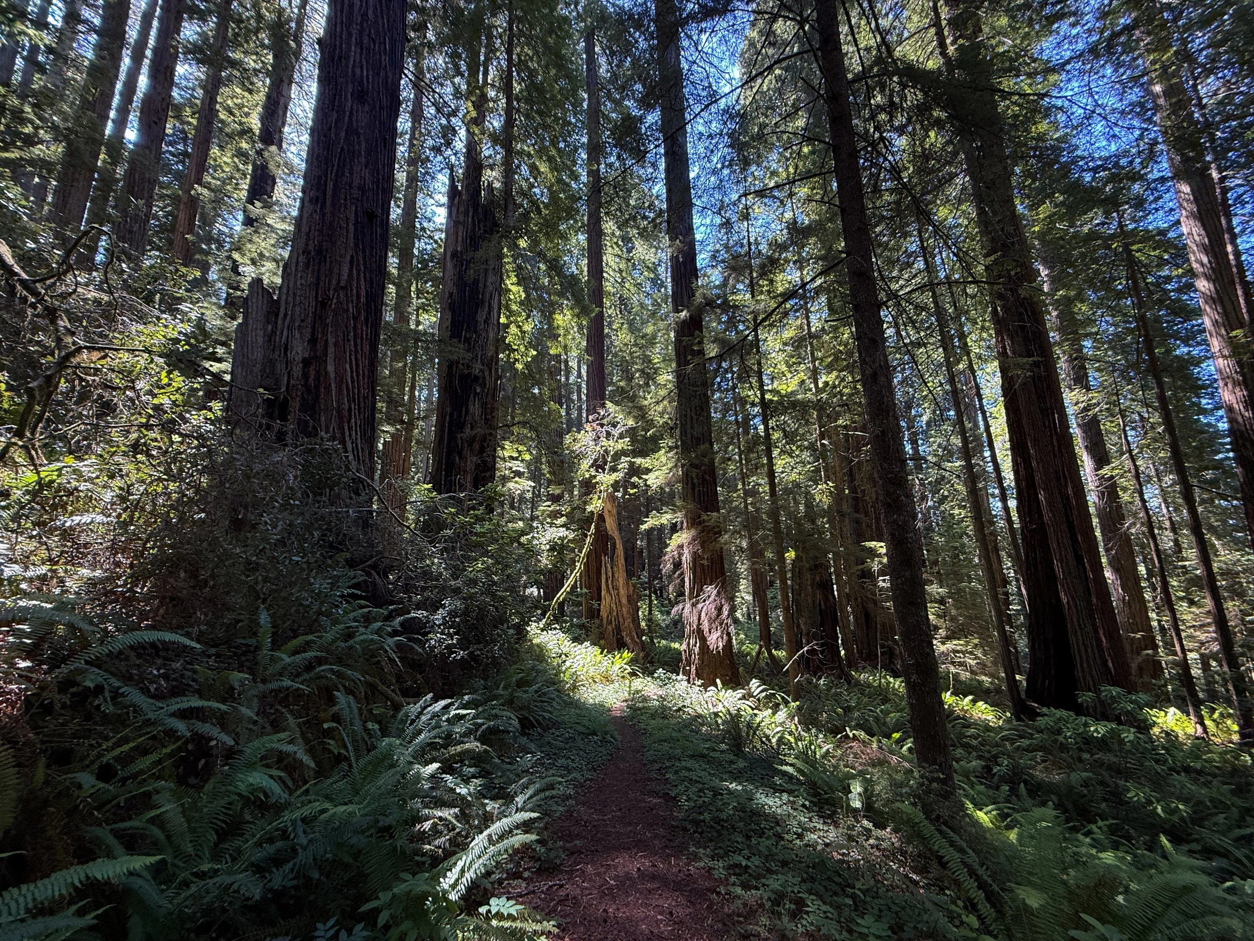 Hope Creek Loop Trail Prairie Creek Redwoods State Park California