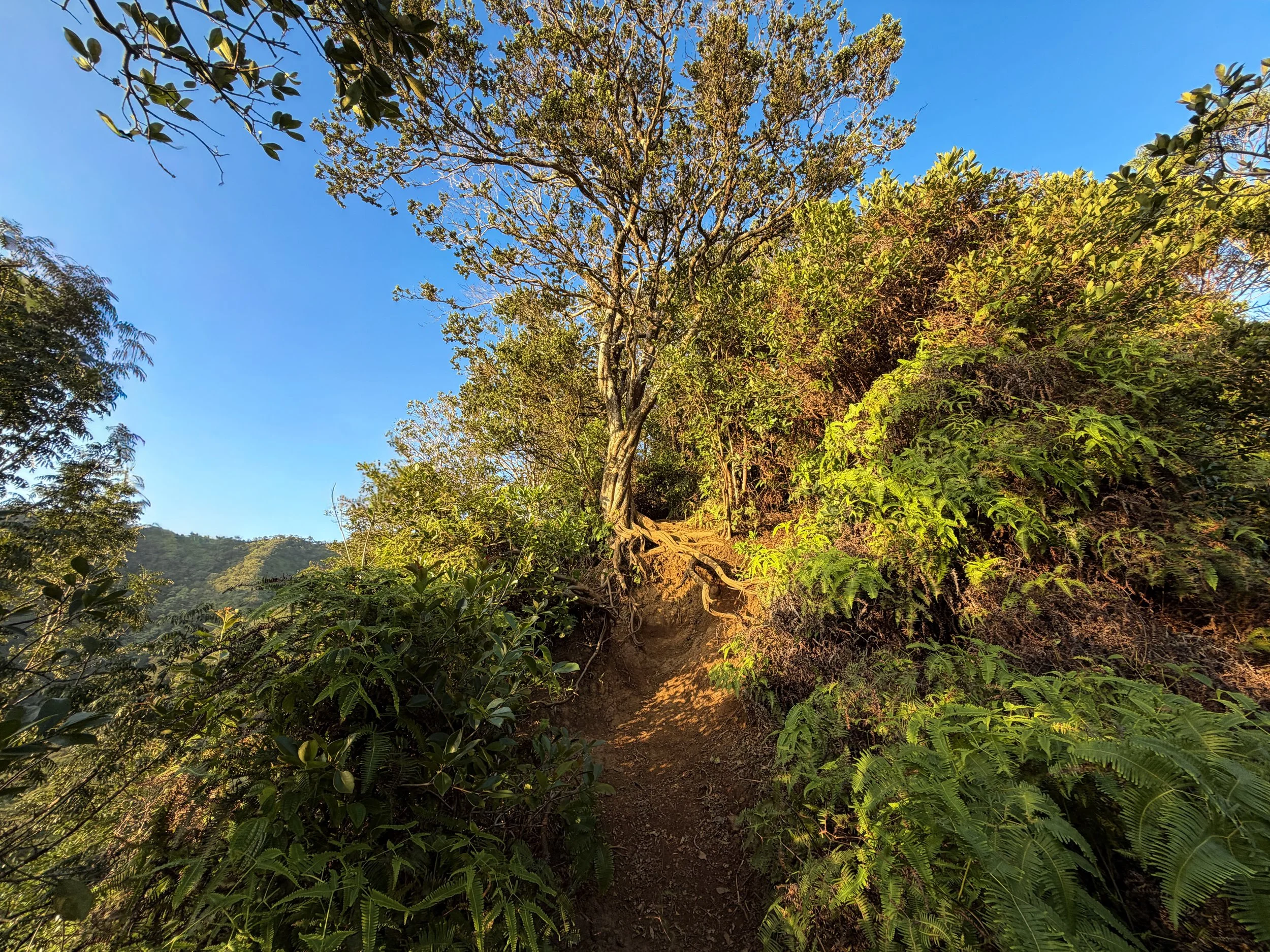 Moanalua Middle Ridge Trail to Stairway to Heaven Oahu Hawaii