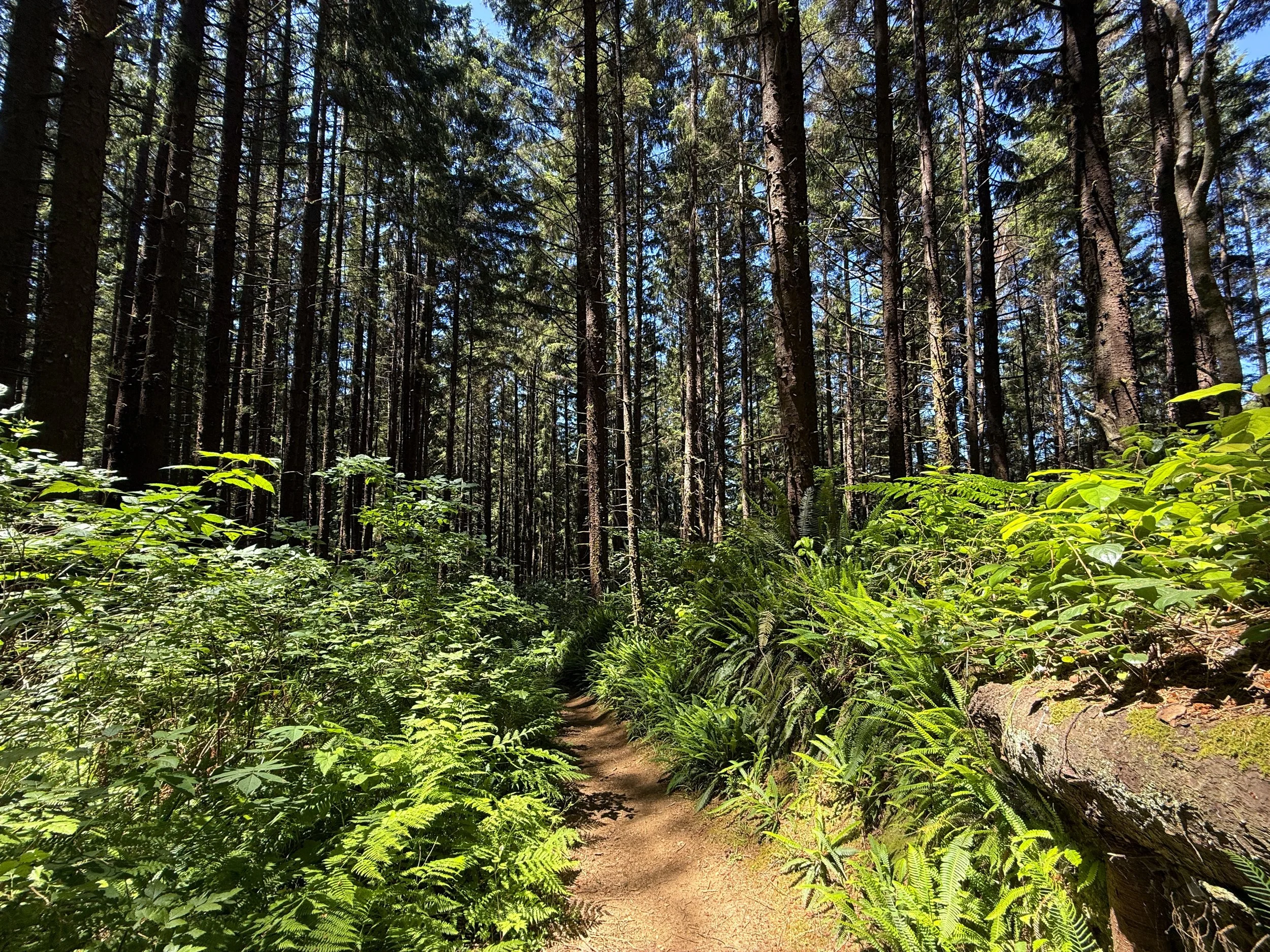 Ossagon Trail to Gold Bluffs Beach Prairie Creek Redwoods State Park California
