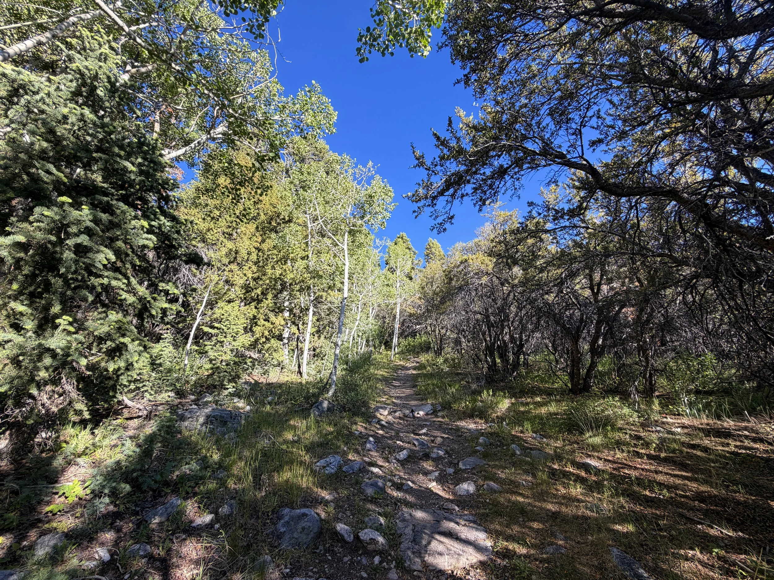Lehman Creek Hike Great Basin National Park Nevada