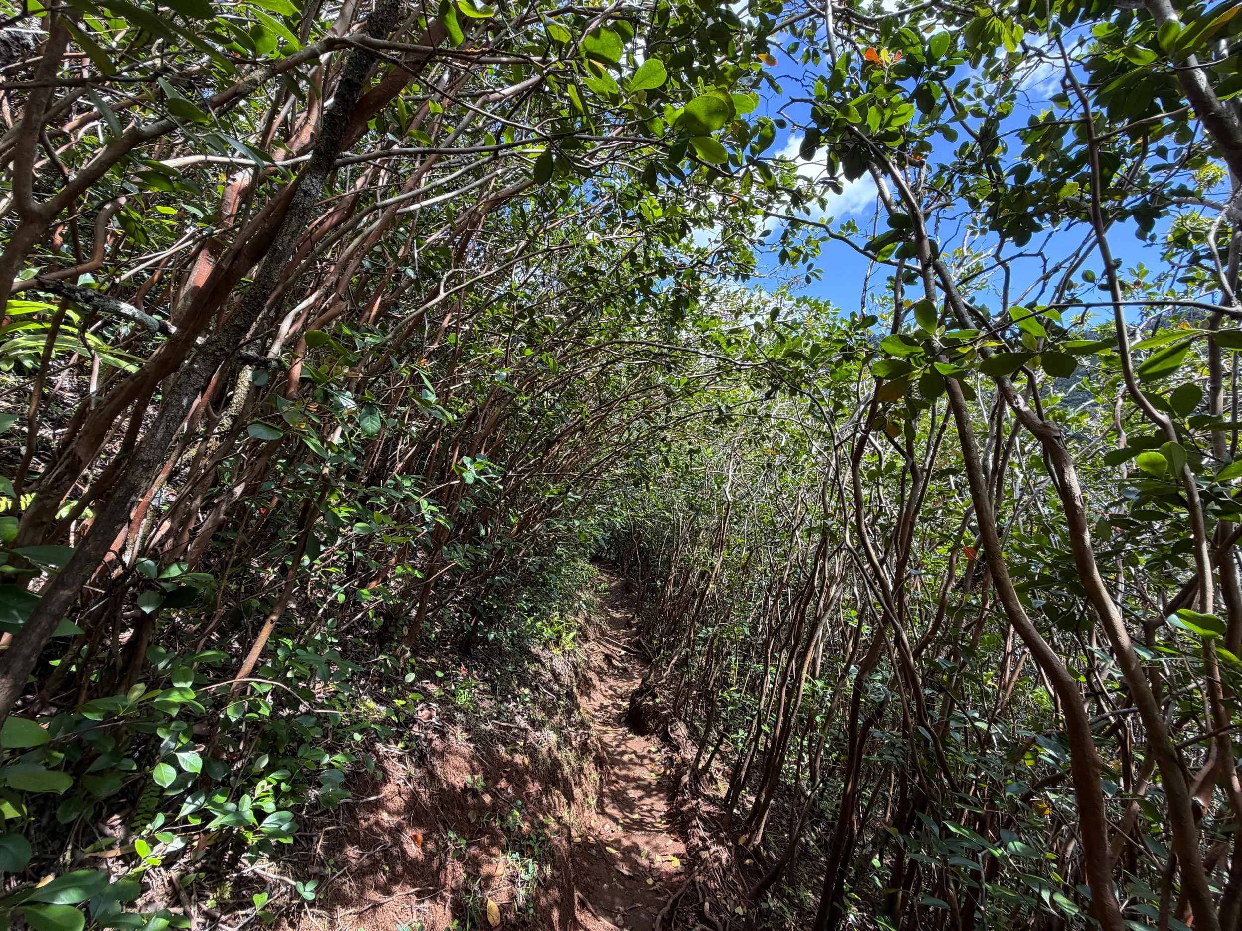 Waimano Pools Trail Oahu Hawaii