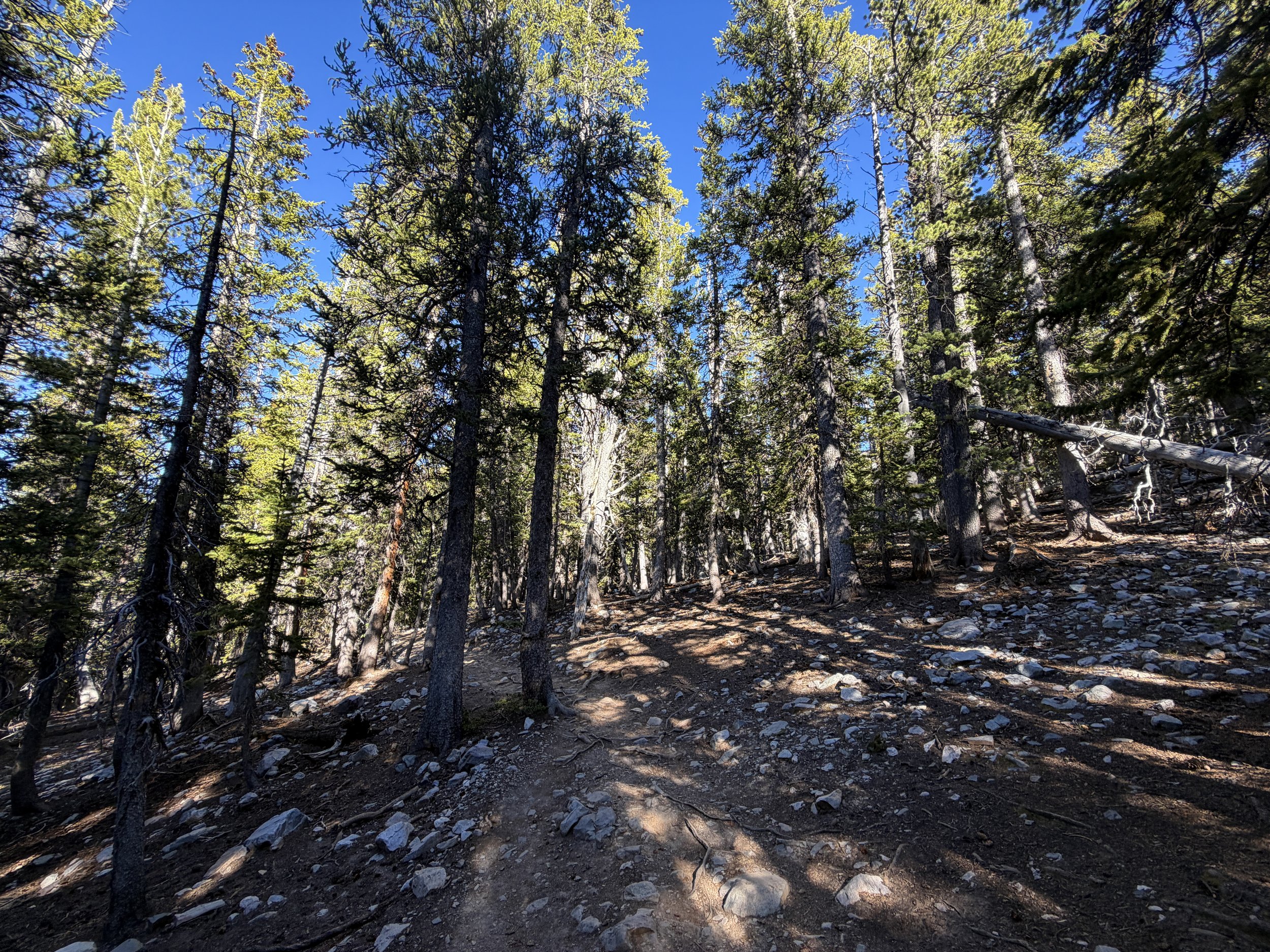 Alpine Lakes Loop Trail Great Basin National Park Nevada