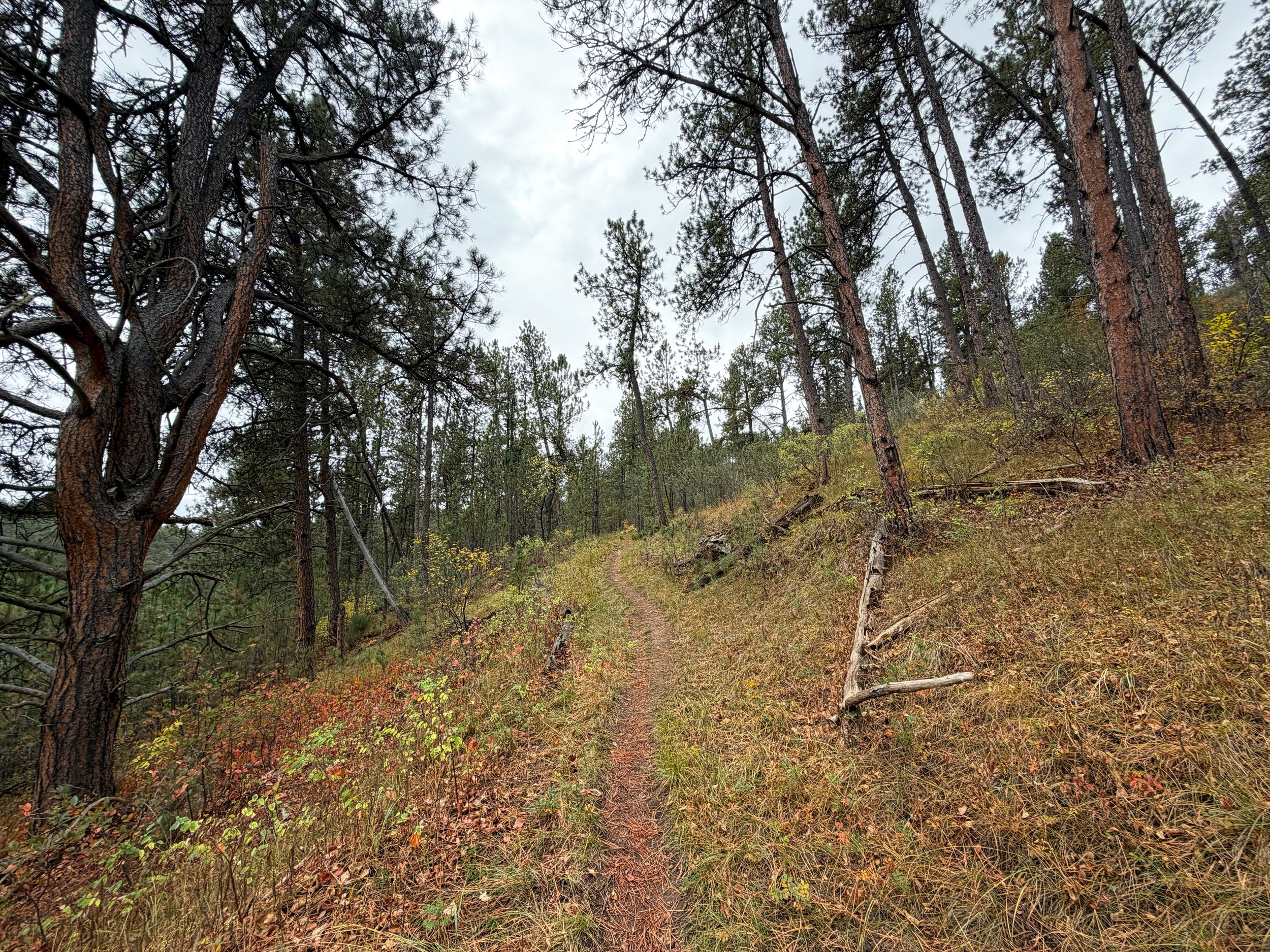 Highland Creek Trail to Lookout Point Wind Cave National Park South Dakota