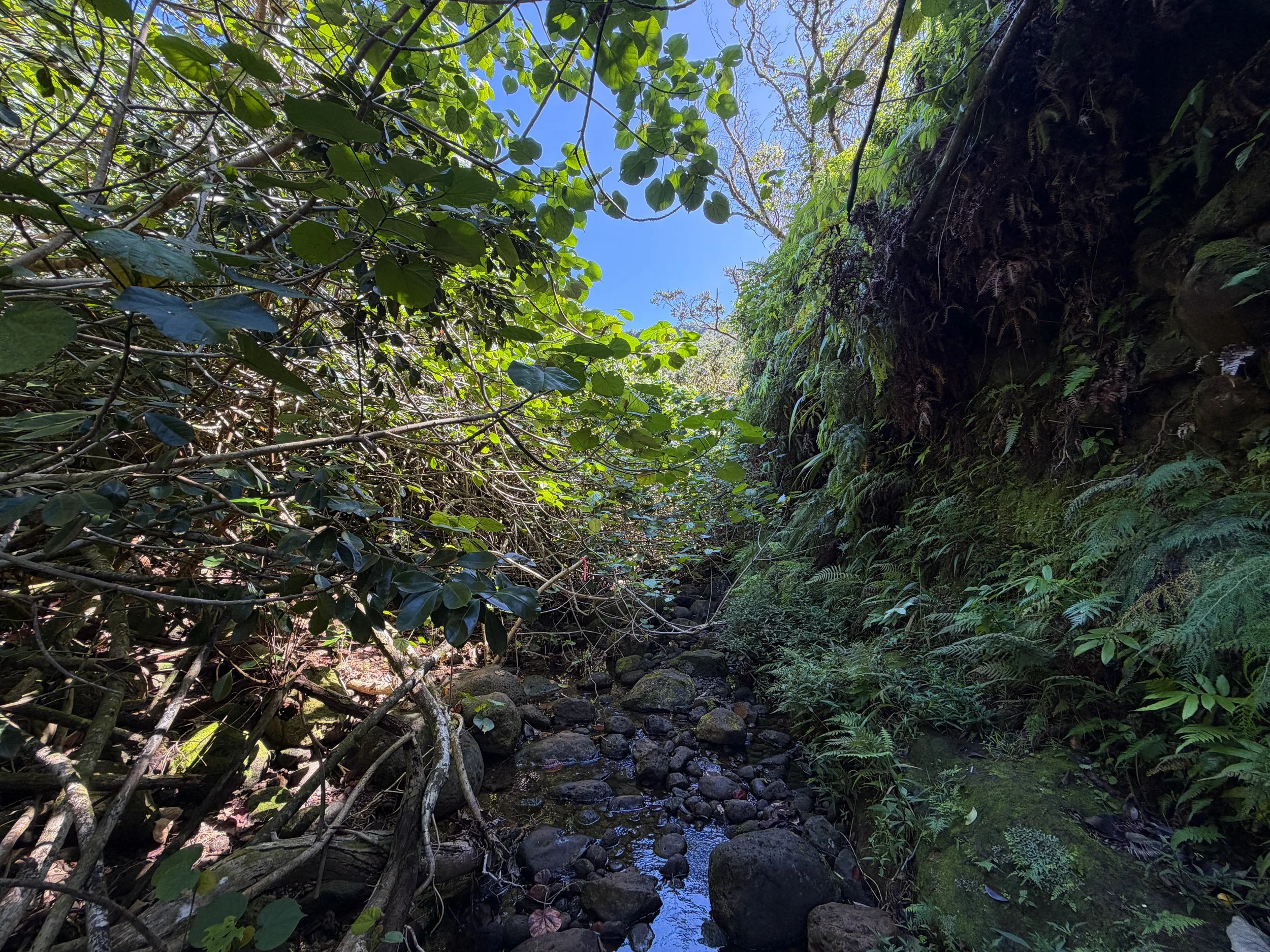 Kulanaahane Trail Oahu Hawaii