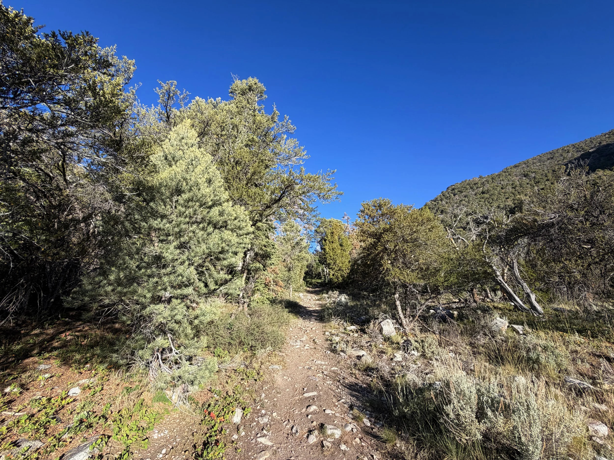 Lehman Creek Trail Great Basin National Park Nevada