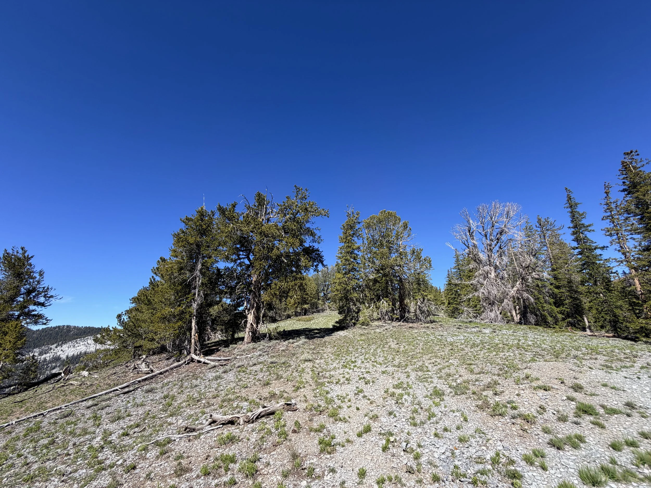 Snake Divide Trail to Mt. Washington Great Basin National Park Nevada