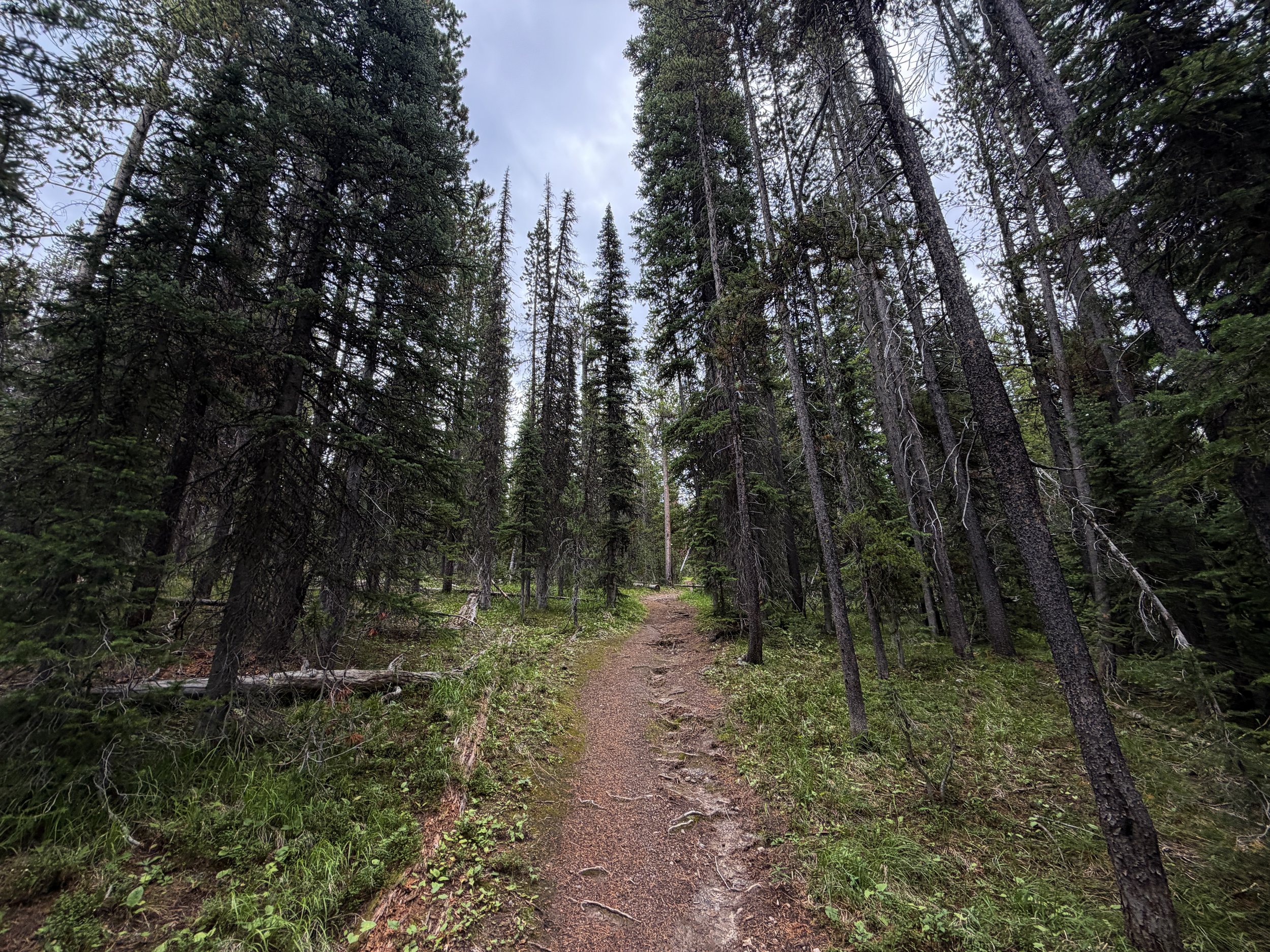 Divide Trail Yellowstone National Park Wyoming