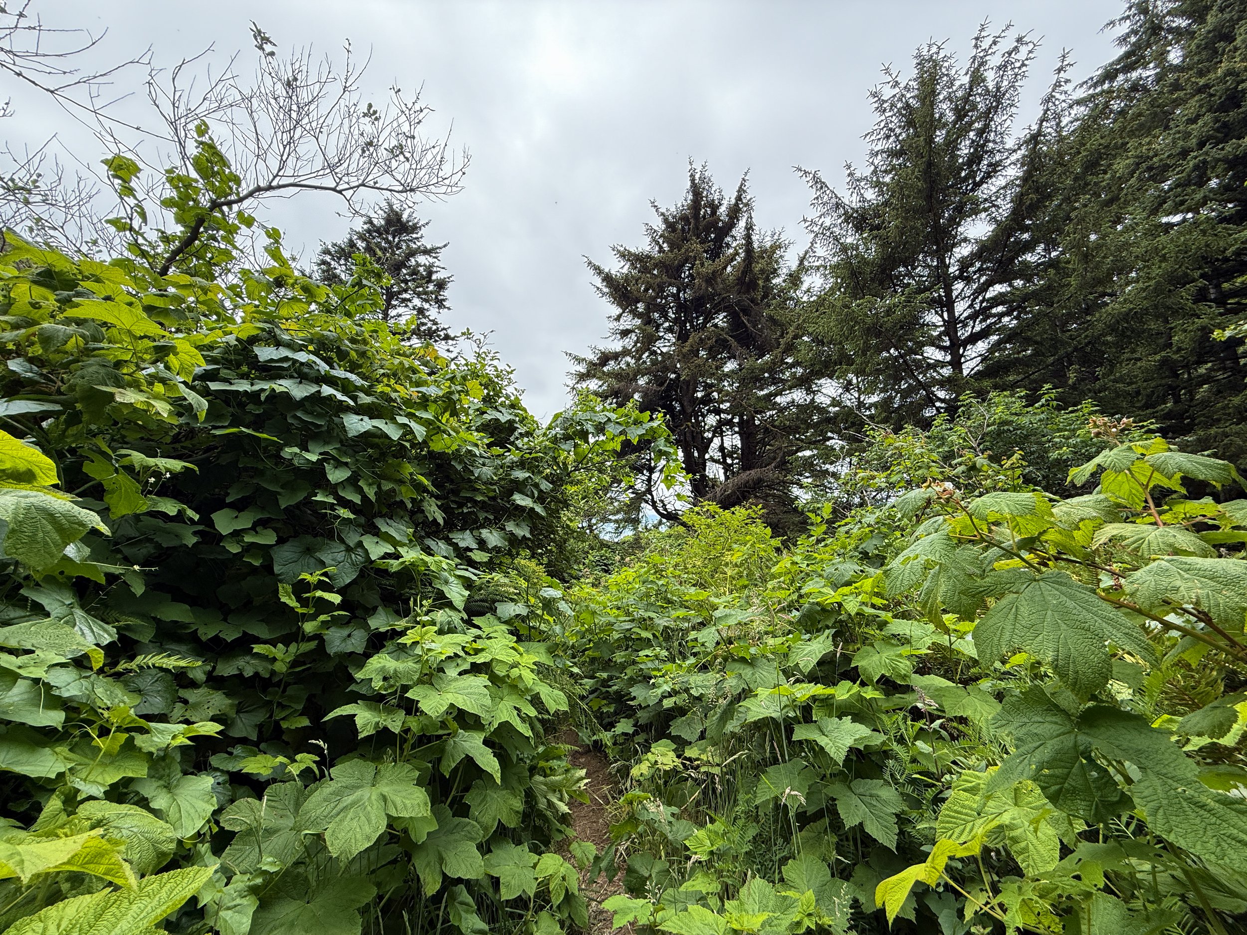 Damnation Creek Trail Del Norte Coast Redwoods State Park California