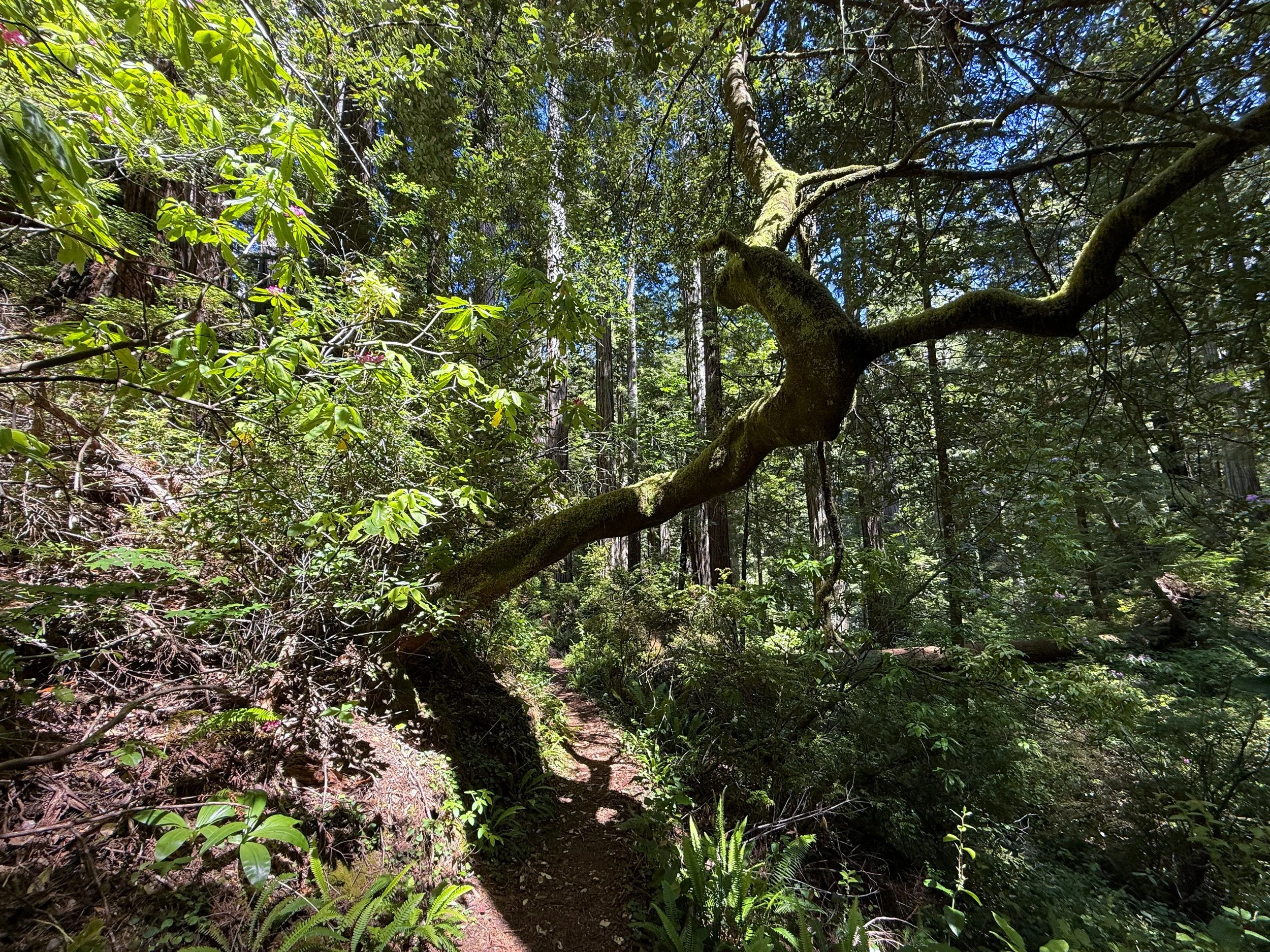 Ten Taypo Trail Prairie Creek Redwoods State Park California