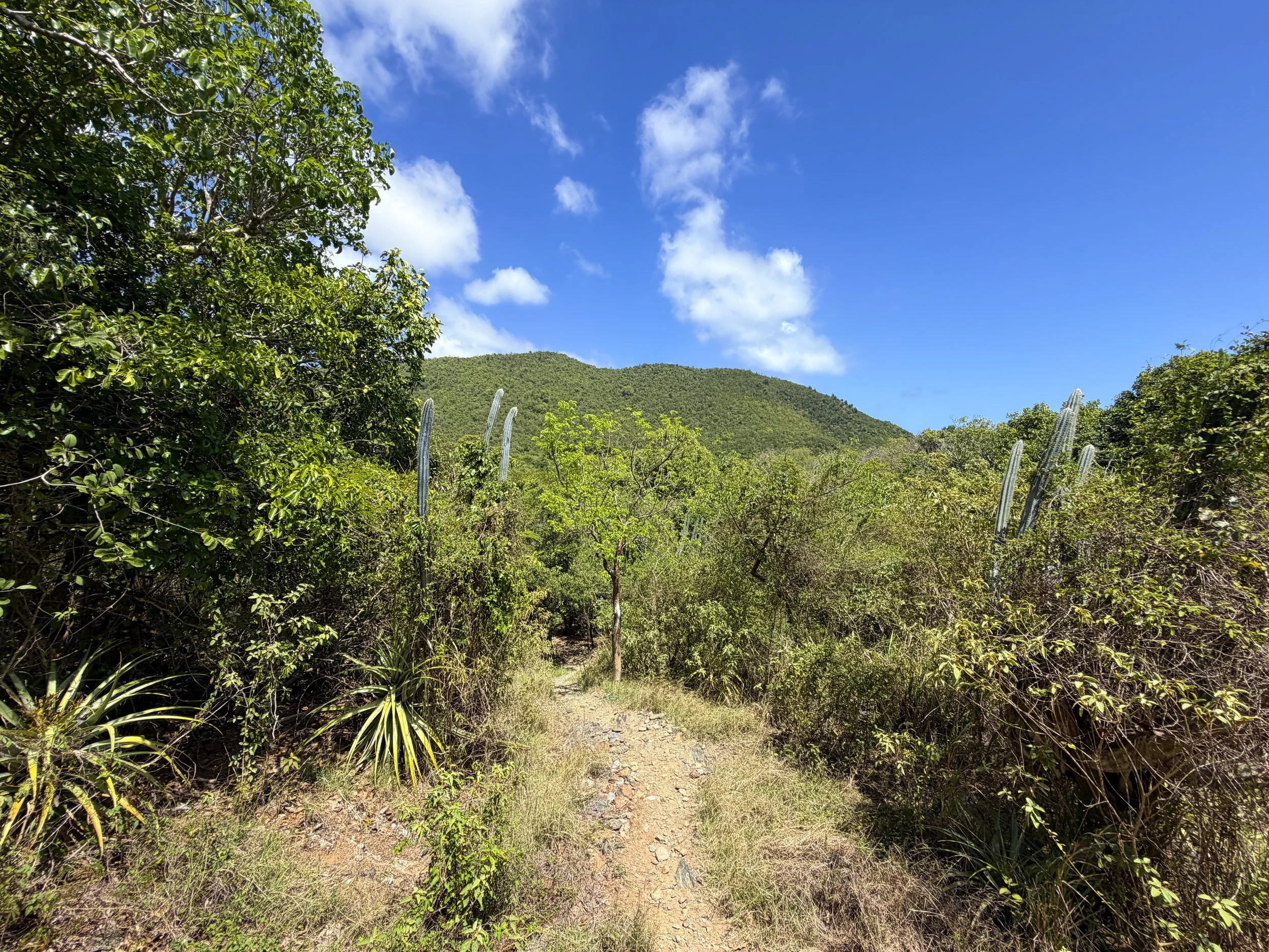 LEsperance Trail to Reef Bay Virgin Islands National Park