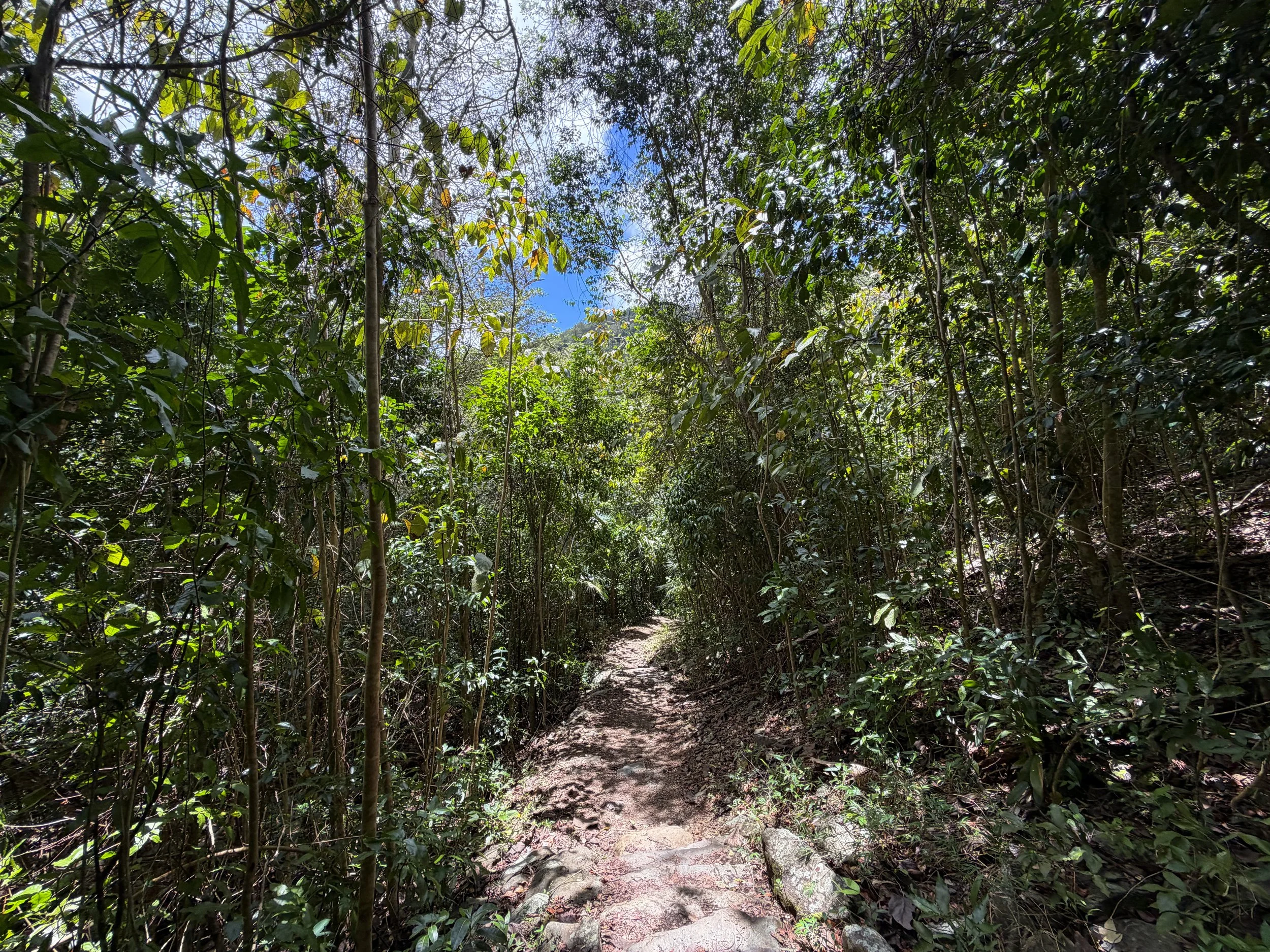 Reef Bay Trail Virgin Islands National Park