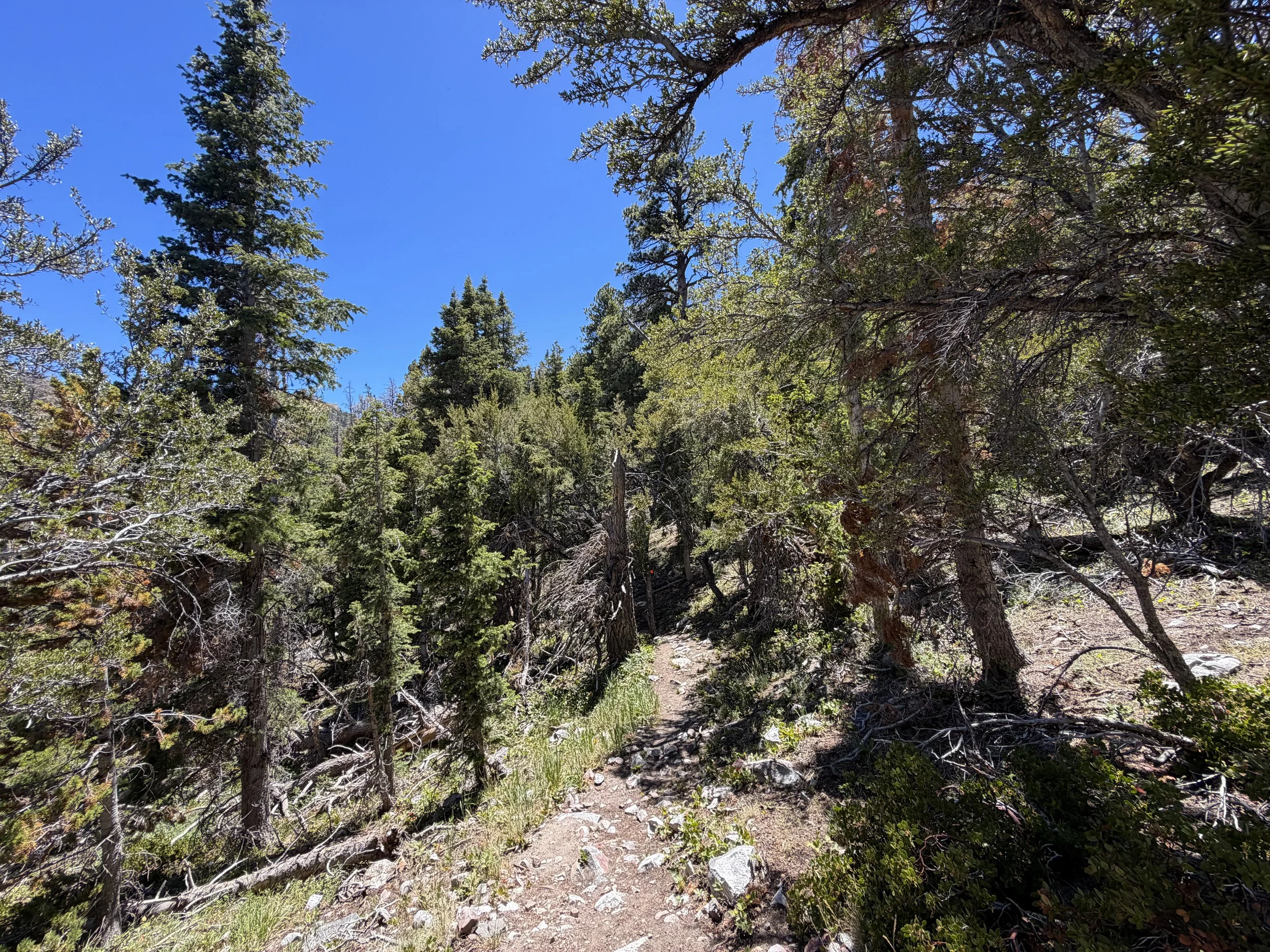 Baker Creek Loop Trail Great Basin National Park Nevada