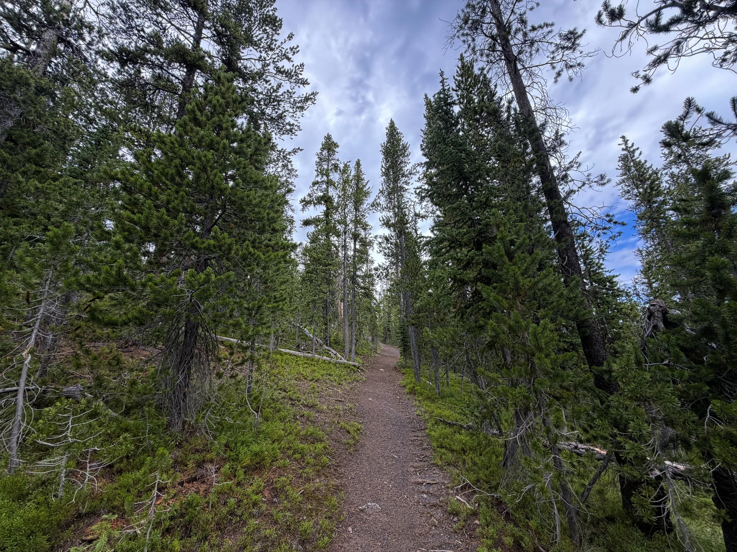 Divide Trail Yellowstone National Park Wyoming
