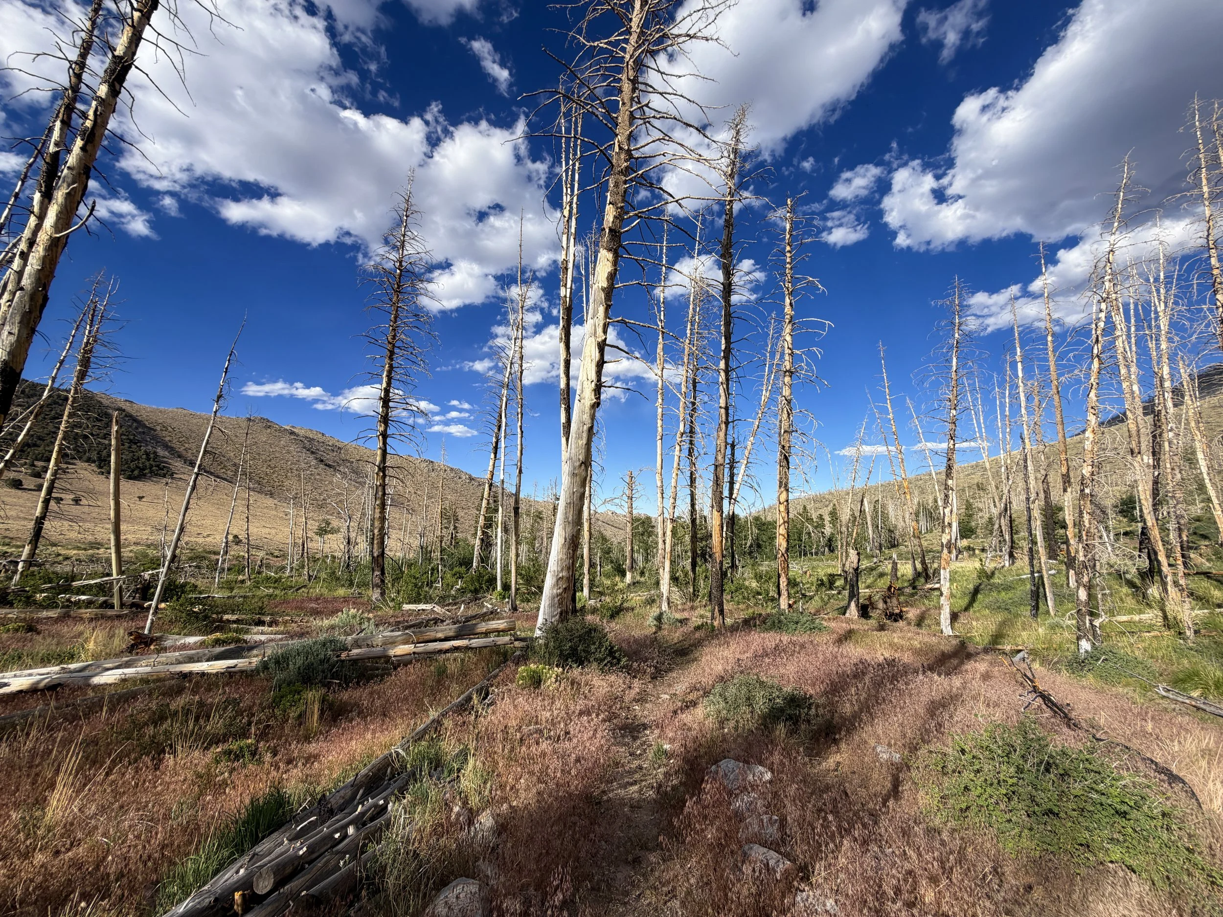 Sage Steppe Loop Trail Great Basin National Park Nevada