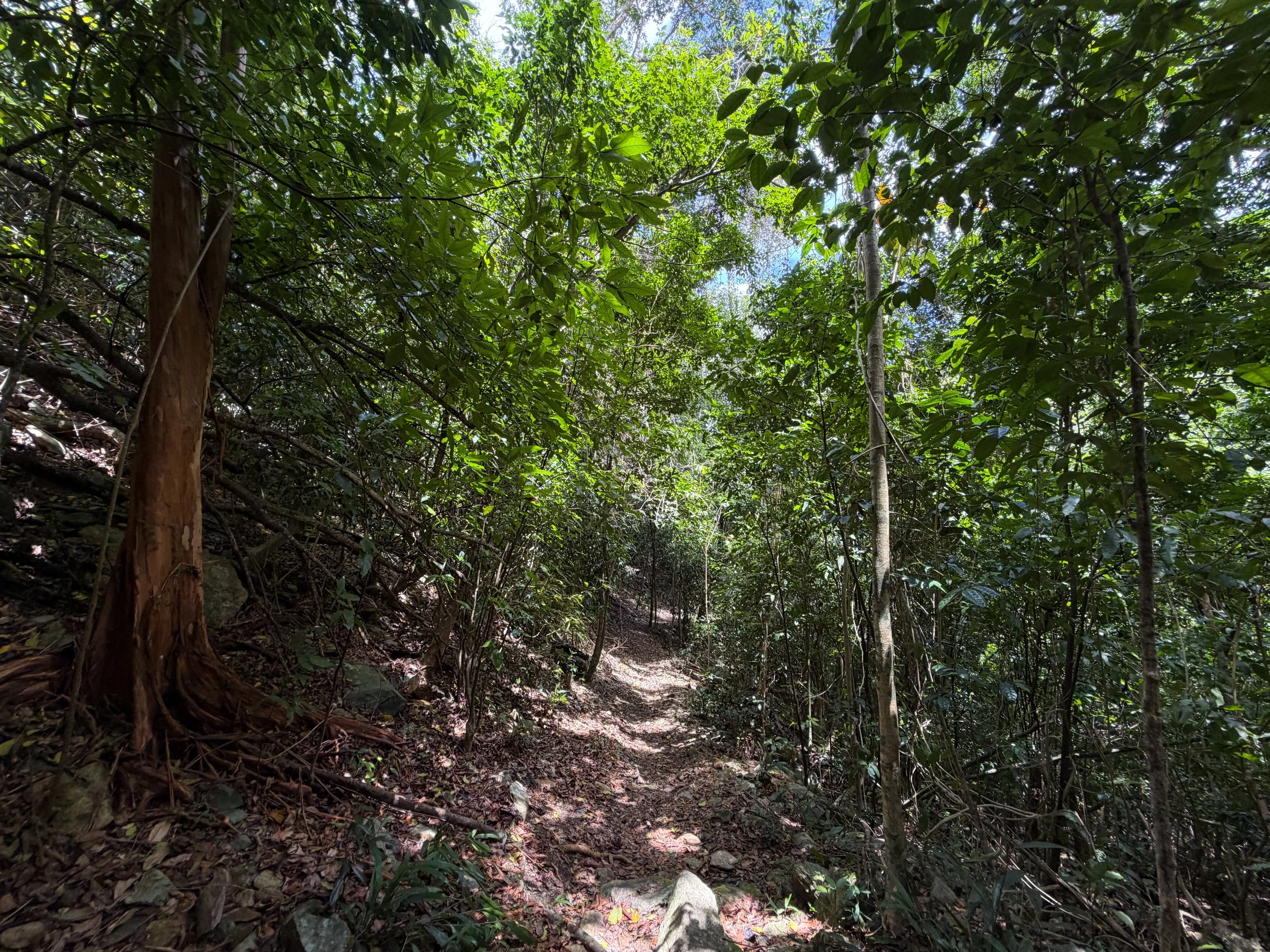 Maria Hope Trail Virgin Islands National Park